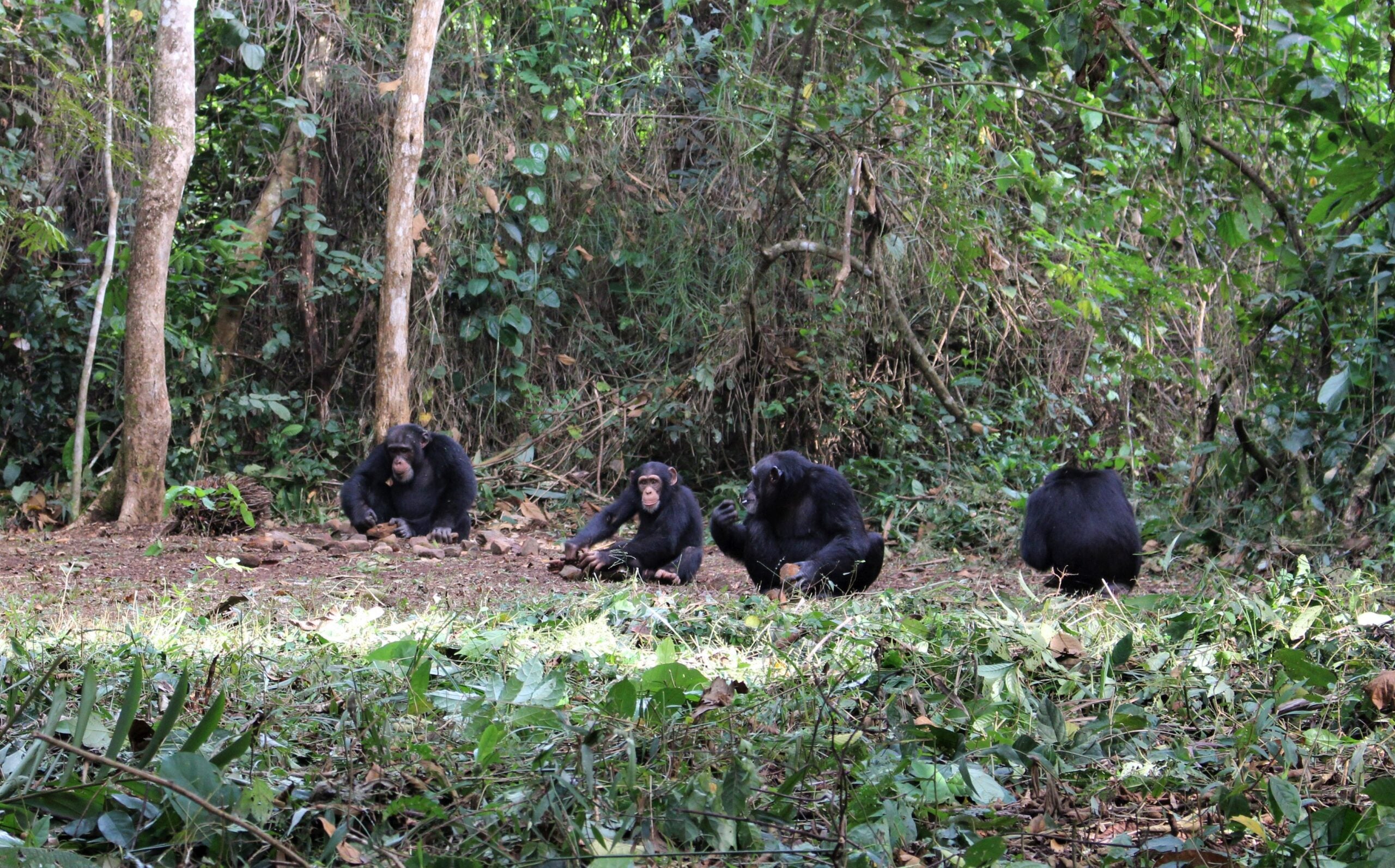 Several chimpanzees cracking nuts using stones.