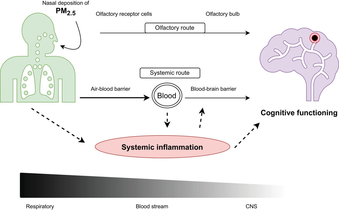 Hypothesized pathogenic pathways taken by fine particulate matter (PM2.5) to cause cognitive impairment. PM2.5, particulate matter with a diameter of 2.5 µm and smaller.