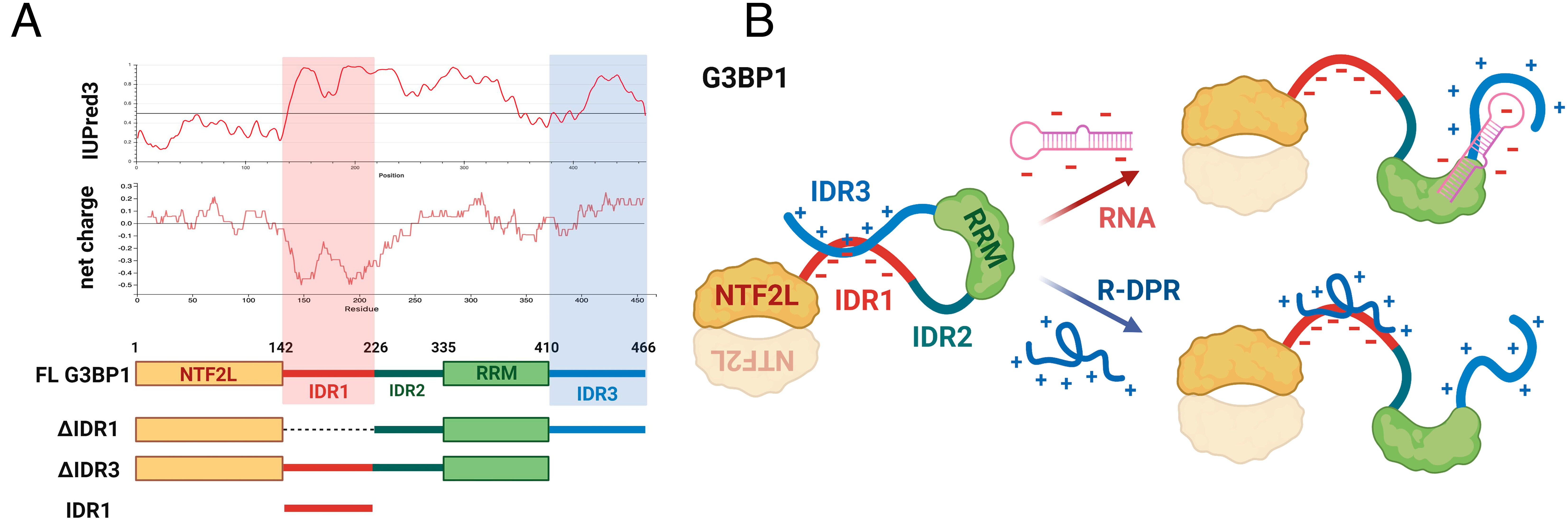 (A) Scheme of the domain organization of G3BP1, structural disorder predicted by the IUPred3 algorithm and net charge calculated within a sliding window of 20 residues. Constructs used in this study are shown. (B) Structural scheme of G3BP1 kept in a closed conformation by electrostatic interactions between IDR1 and IDR3. RNA binding to IDR3/RRM opens the structure. A similar activation mechanism is suggested to occur by R-DPR binding to IDR1. 