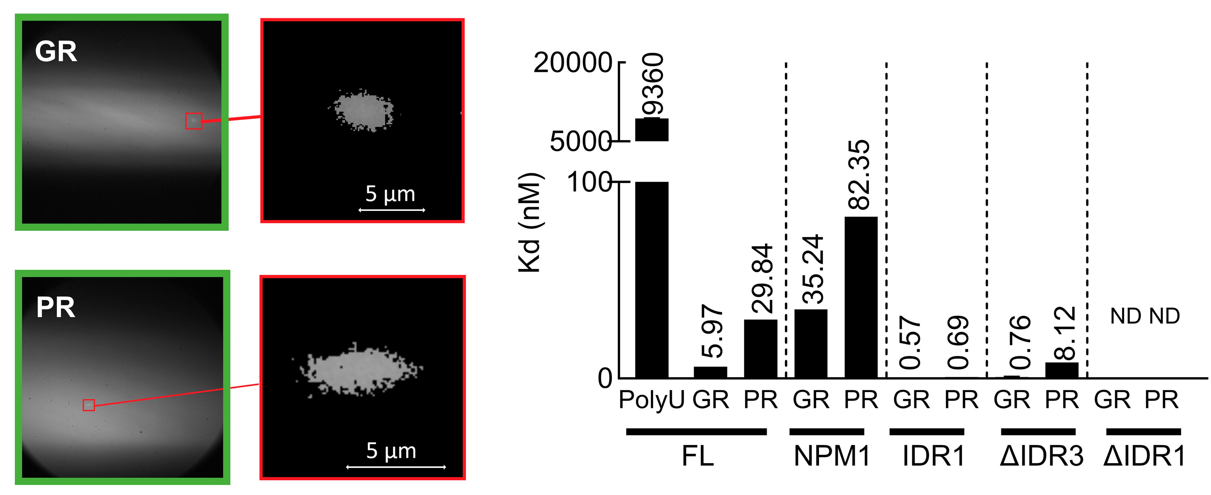 Evaluation of the sizes of the droplets by thresholding in the microfluidic setup.