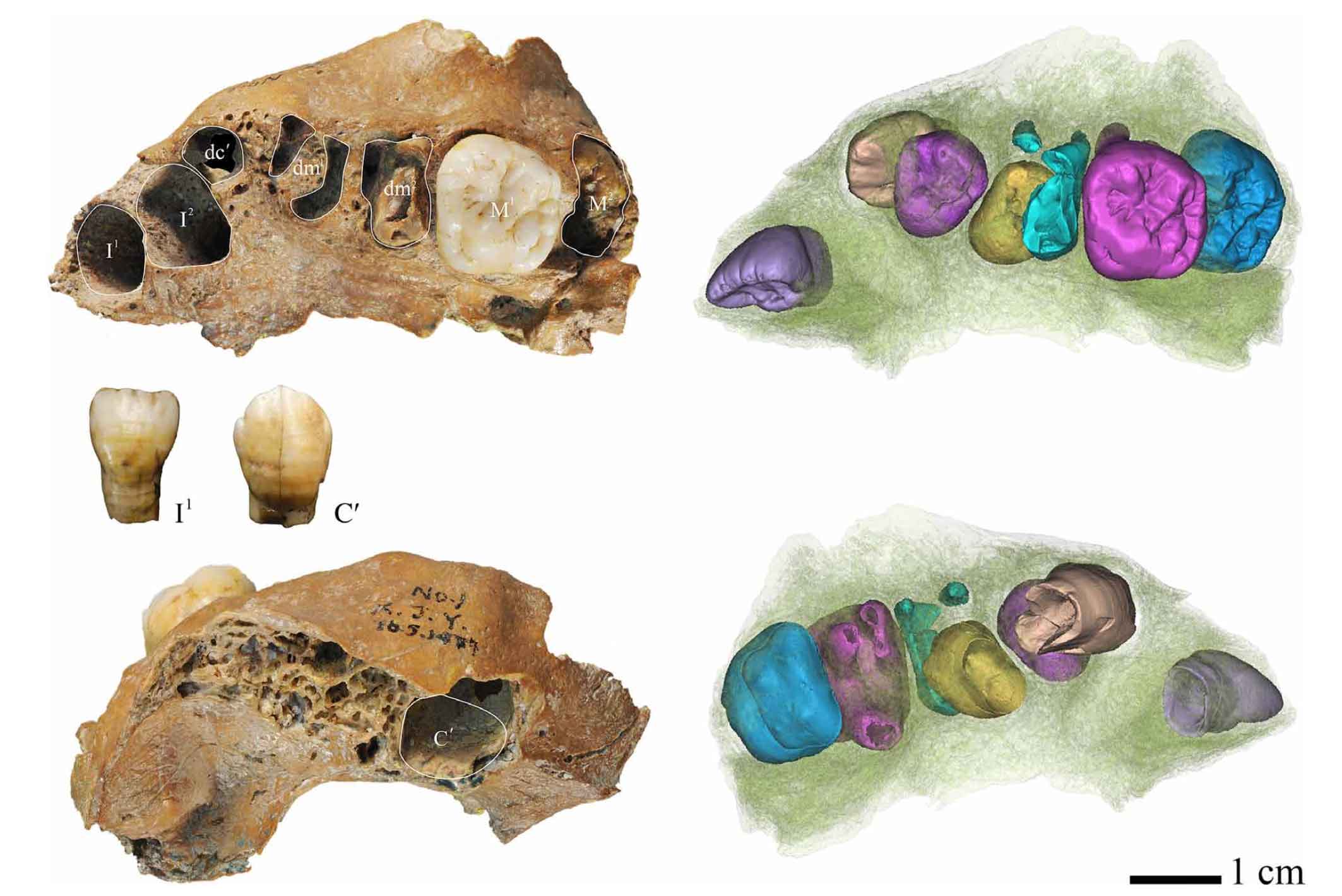 Xujiayao 1 maxilla and associated teeth. 