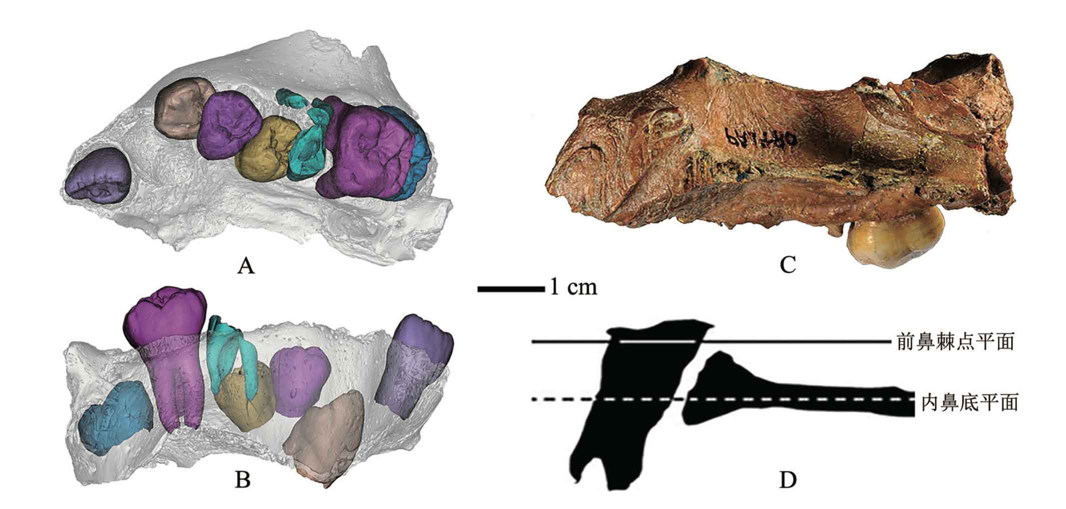 Xujiayao 1 maxilla. The left panels show microCT segmentation of the permanent tooth crowns within the maxilla.