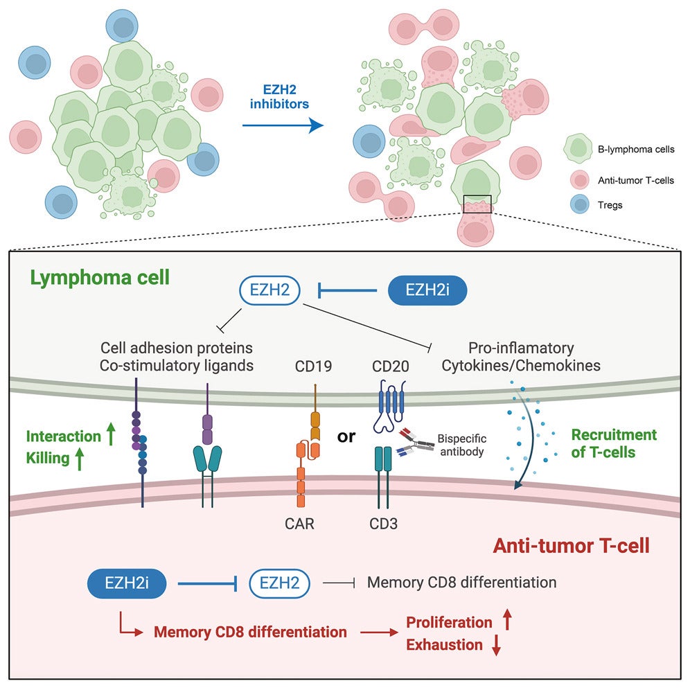 Graphical Abstract. EZH2 inhibitors reprogram these models to re-express T cell engagement genes and render them highly immunogenic.