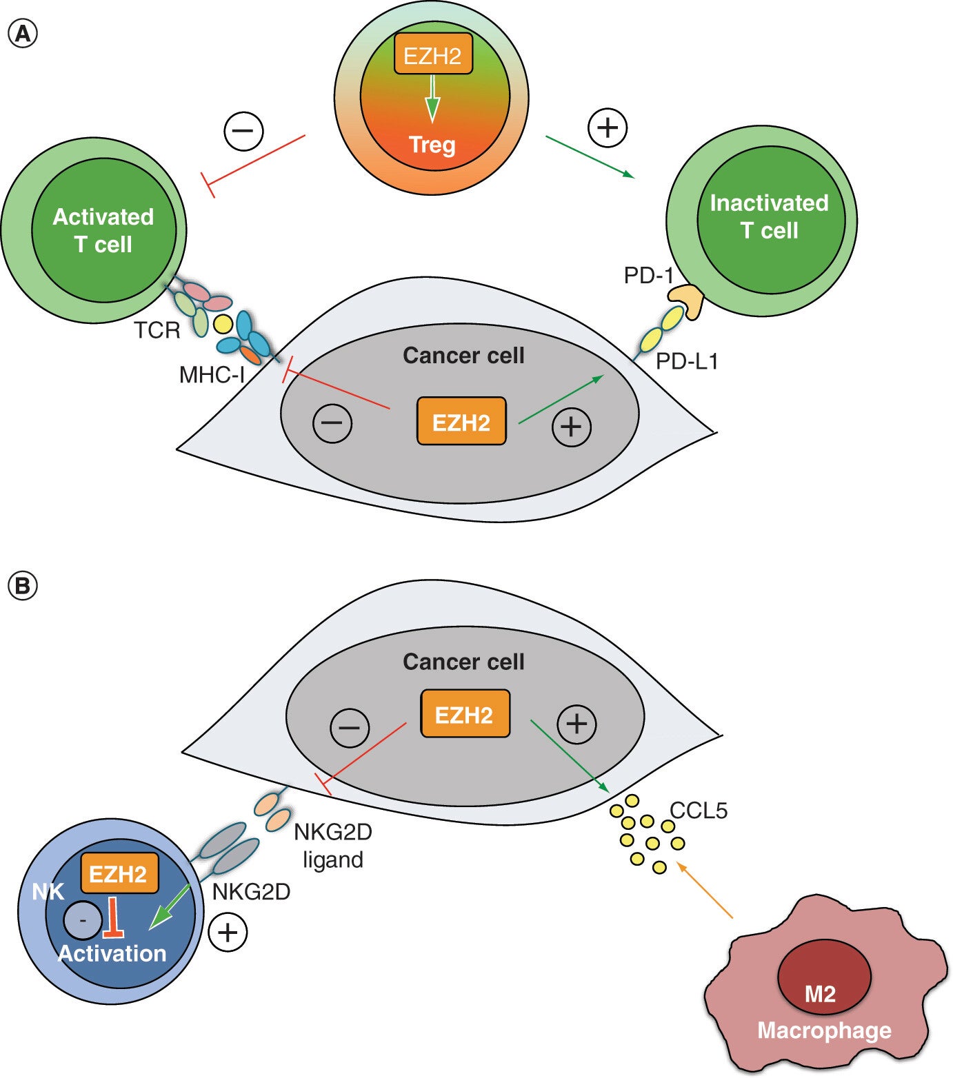 EZH2 regulates several aspects of the adaptive and innate antitumor immune response.