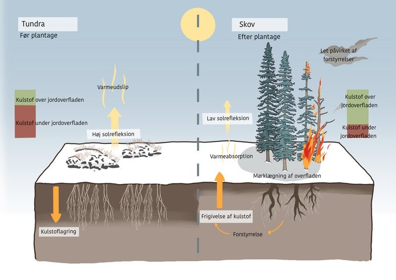 The direct and indirect effects of afforestation on climate forcing at high latitudes and their relative magnitudes over the lifetime of a plantation.