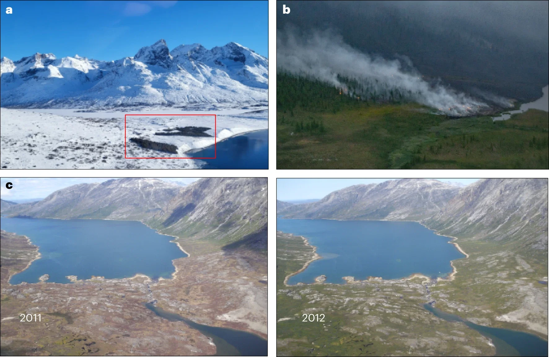 Examples of climate risks posed by northern tree planting.