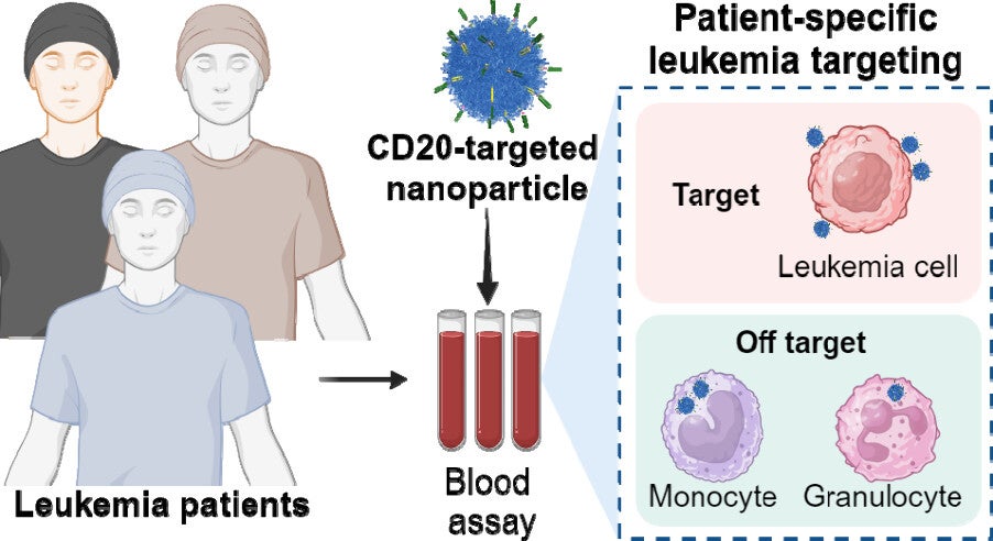 Graphical abstract. Antibody-directed targeting of chemotherapeutic nanoparticles to primary human cancers holds promise for improving efficacy and reducing off-target toxicity.