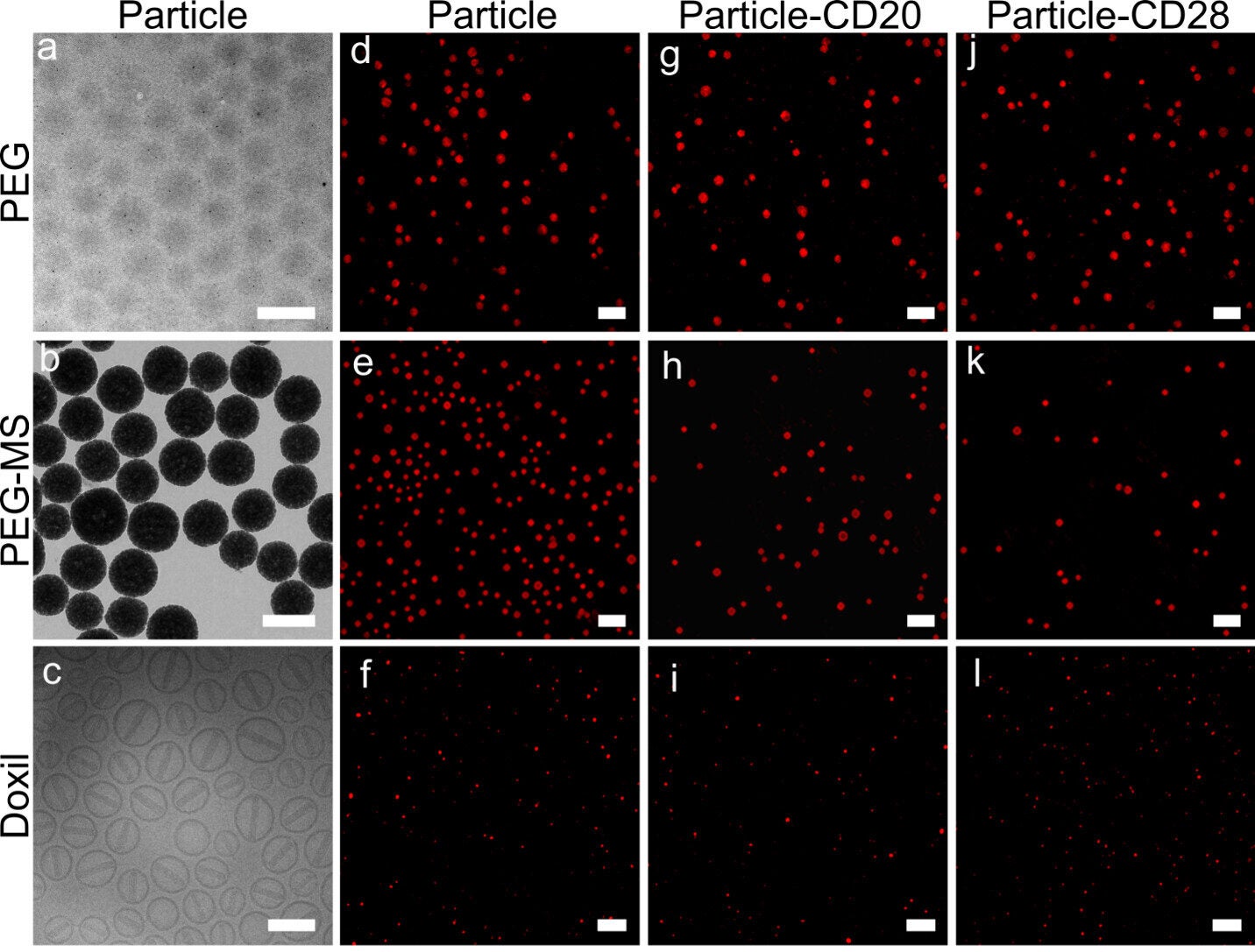 Characterization of PEG, PEG-MS, Doxil nanoparticle systems. (a–c) TEM images of unfunctionalized PEG and PEG-MS nanoparticles and a cryo-TEM image of unfunctionalized Doxil nanoparticles.