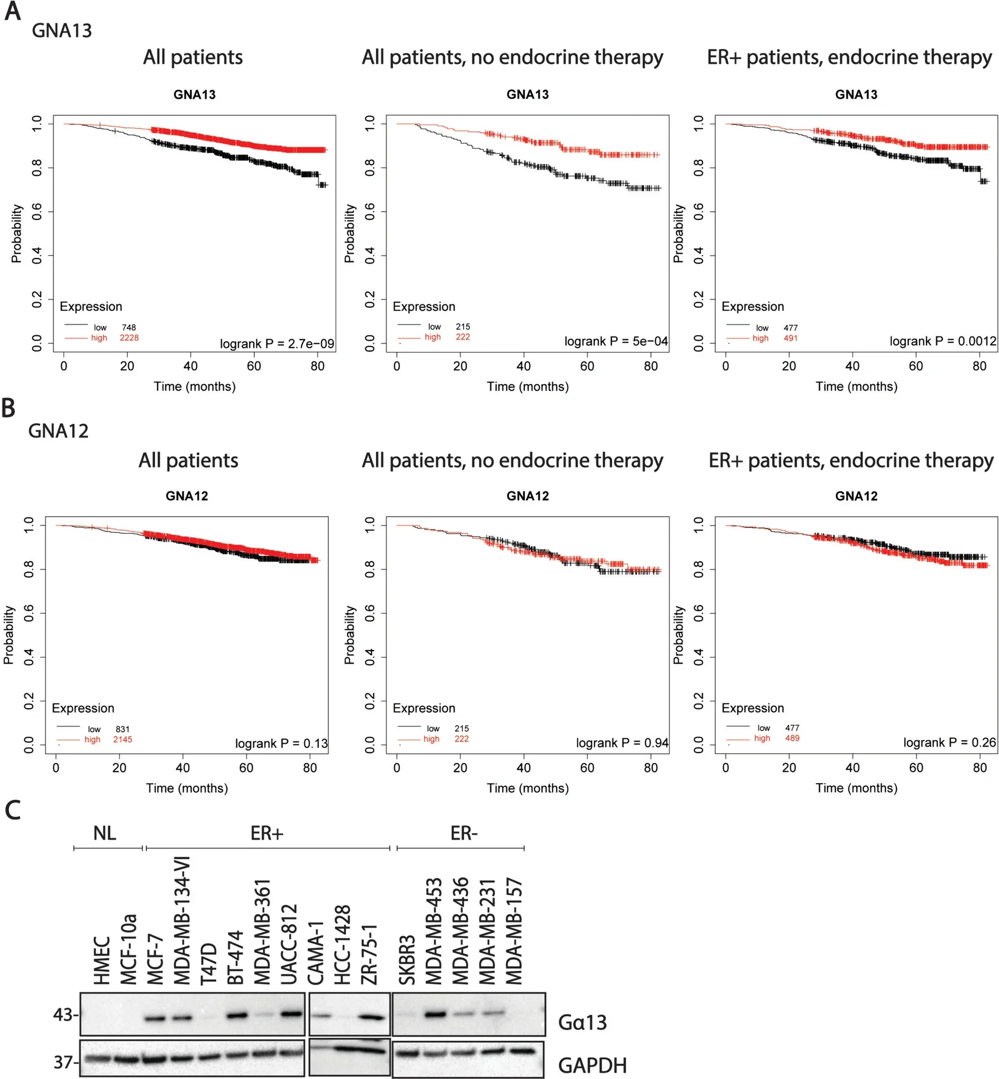 High Gα13 expression predicts better survival in breast cancers.