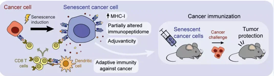 The researchers tested the technique in animal models of melanoma, a type of cancer characterised by high activation of the immune system, and also in pancreatic cancer models, which present strong barriers against immune cells. 