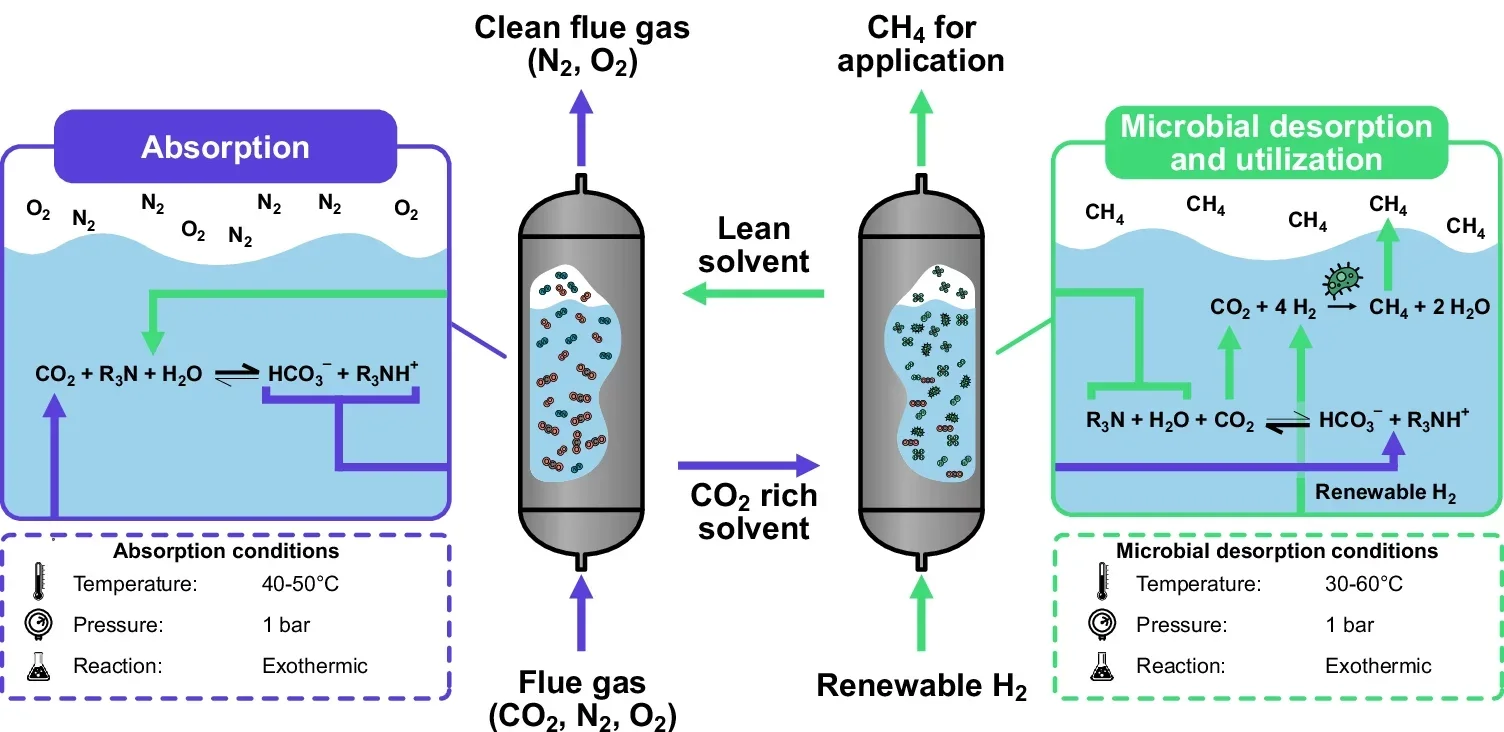 A schematic of the desorption process in the microbial-mediated BICCU carbon capture process.