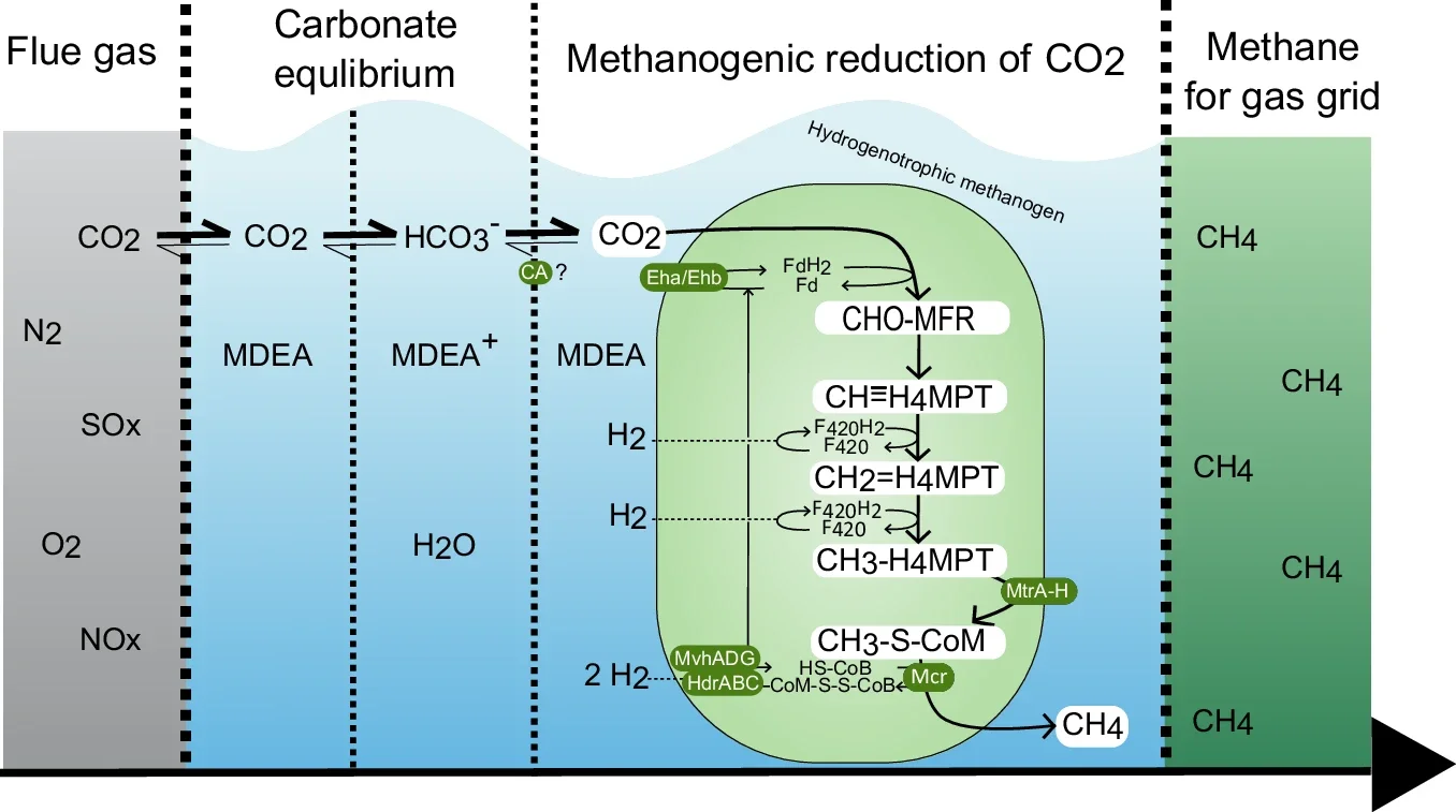 Proposed mechanism of methanogenic desorption and CO2 conversion.