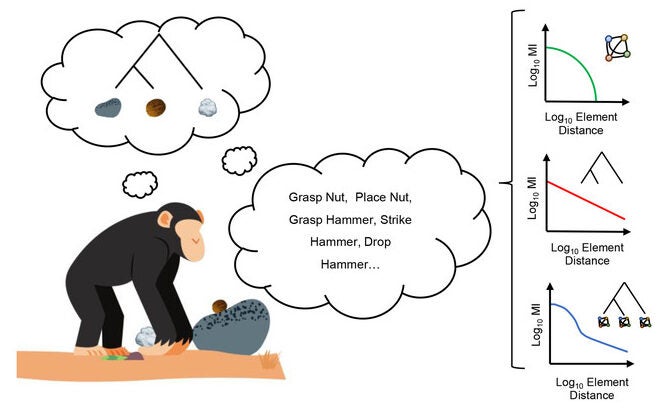 MI decay models and the diversity of tool-use actions employed by chimpanzees during nut cracking.