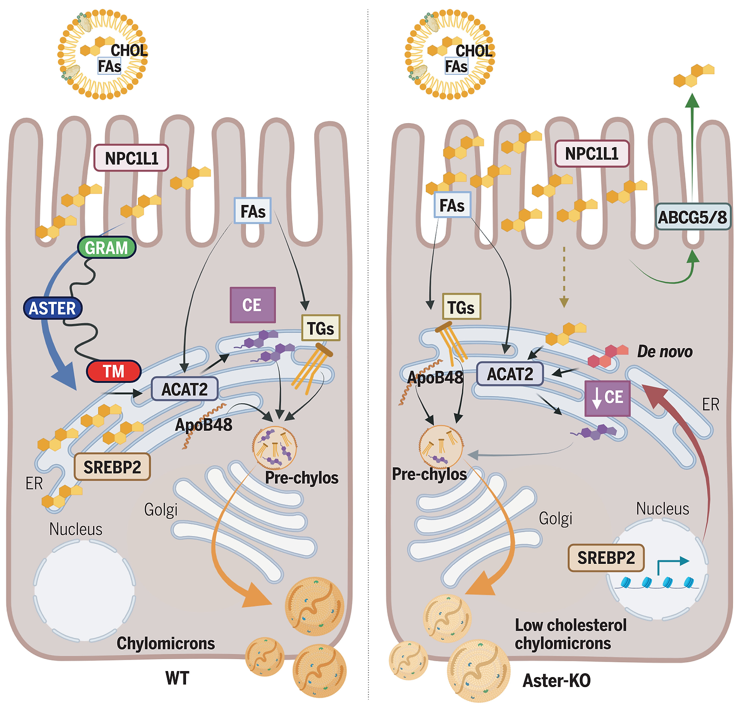 Asters facilitate intracellular movement of dietary cholesterol in enterocytes. 