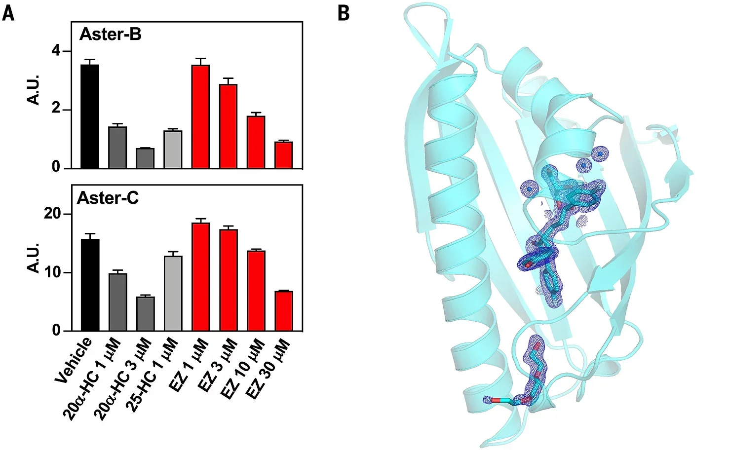 Loss of NPC1L1 diminishes accessible plasma membrane (PM) cholesterol and abolishes Aster recruitment to the intestinal brush border