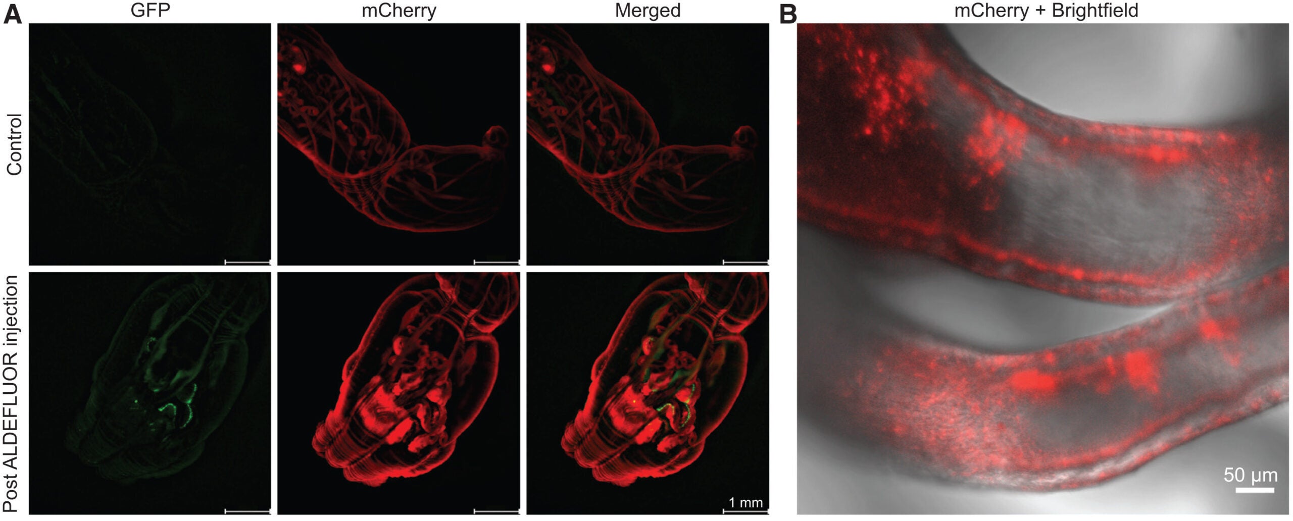 The mesenteries as a putative stem cell niche and the location for ALDH-high cell population