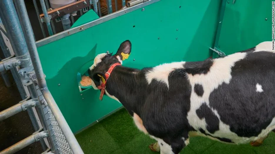 A calf consumes sugar water as a reward during toilet training.