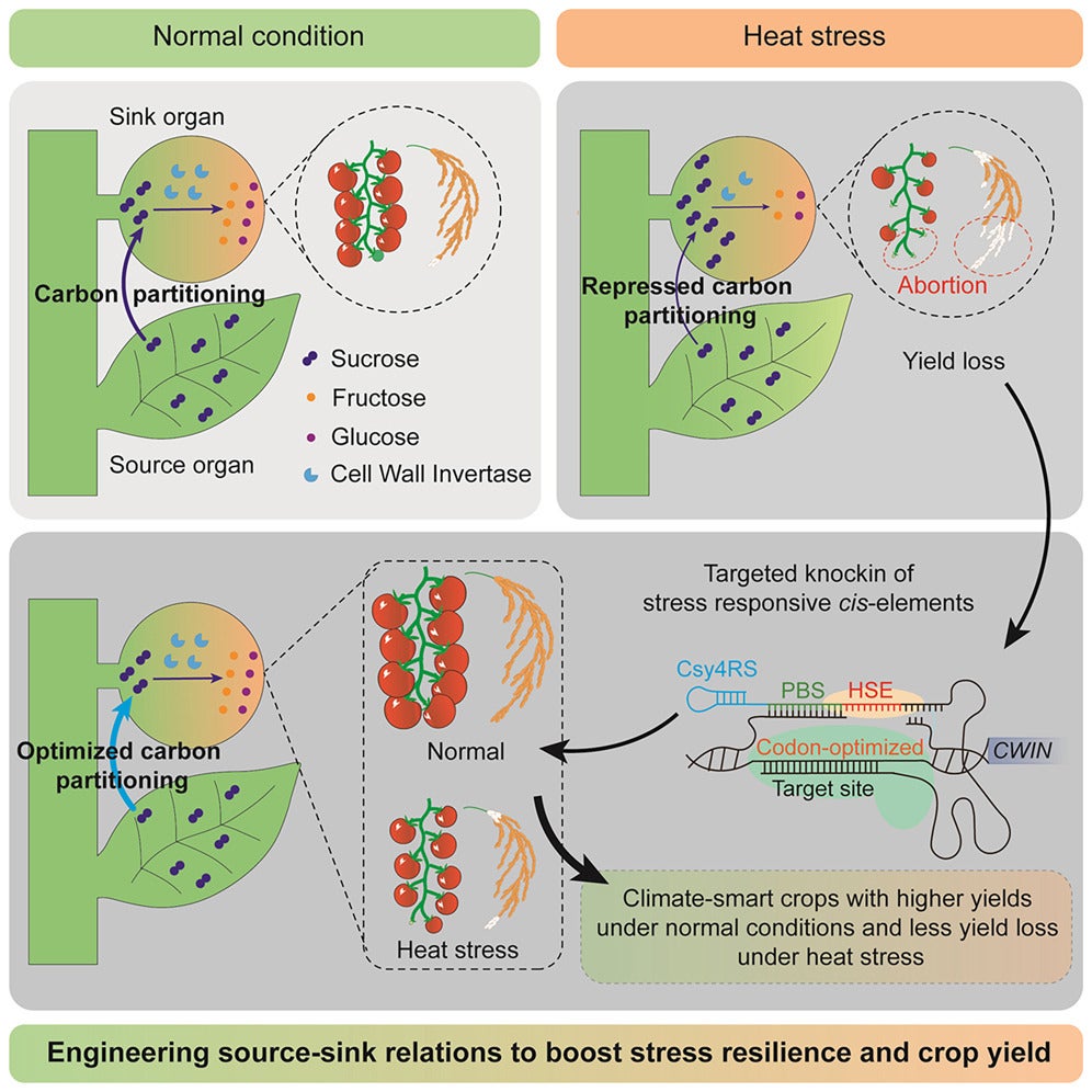 Engineering source-sink relations to create climate-smart crops with higher yields under normal conditions and stable yields under heat stress. 