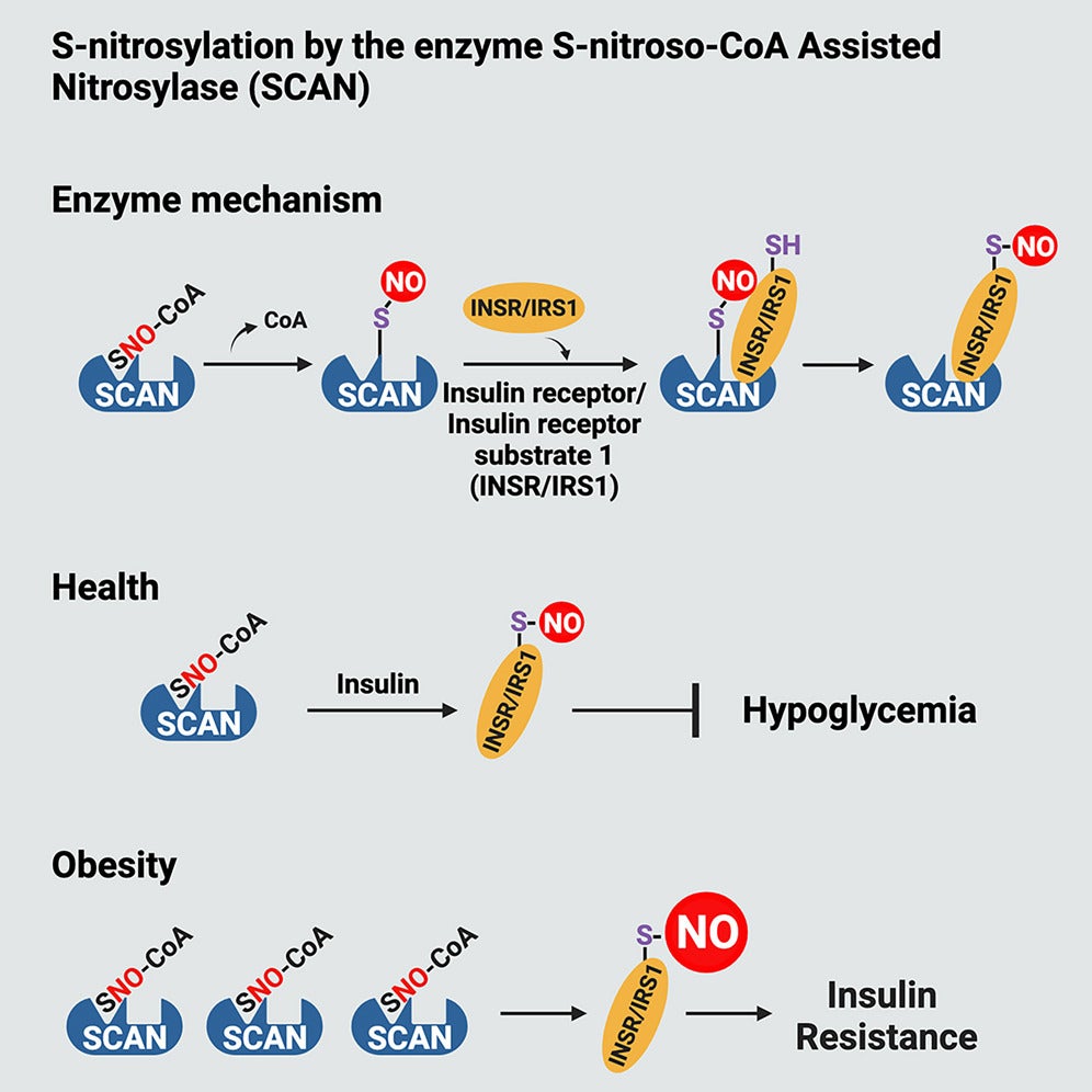 Graphical abstract of the study.