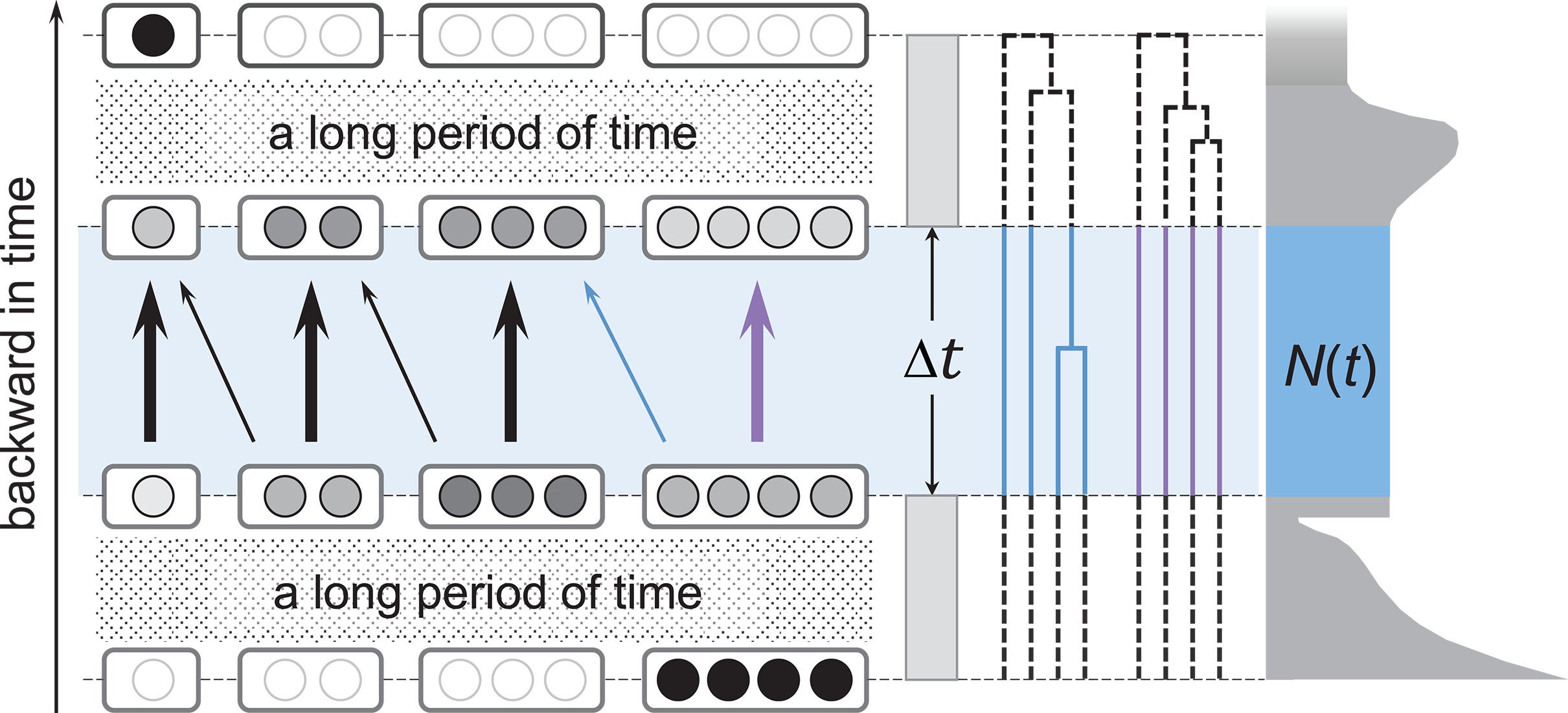 Illustration of FitCoal. (Left) The backward process in which four lineages (represented by the four solid black circles at the bottom) coalesce into one (represented by the single solid black circle at the top) after passing through millions of infinitesimal time intervals (Δt).