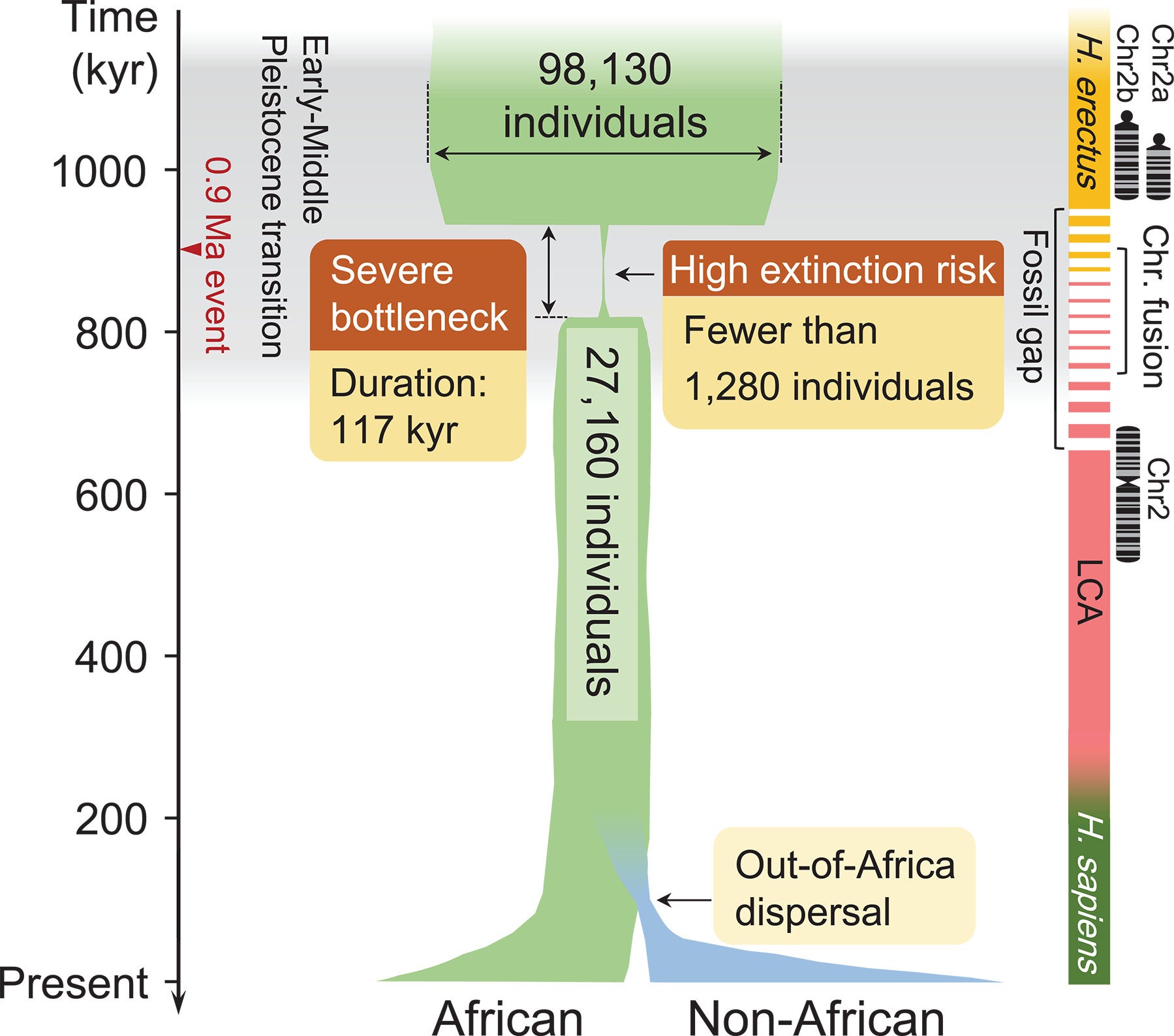 Schematic diagram of human population size history.