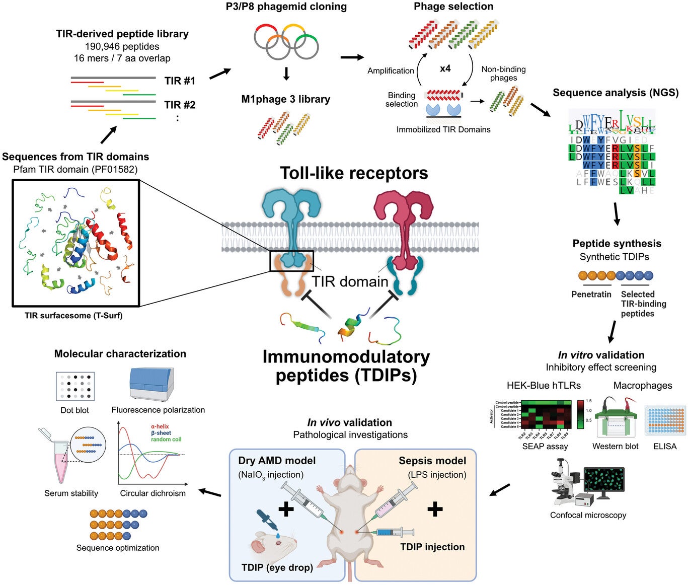 Schematic of the overall experiments. Fragmented peptide sequences exposed on the surface of the TIR domain family (PF01582) were collected to construct the TIR surfacesome (T-Surf) library. The peptide-phage library was used to select TIR-binding peptides that modulate TLR signaling pathways by interfering with TIR-TIR interactions. After NGS analysis of the enriched peptides, their immunomodulatory activity was validated in vitro and in vivo models, followed by molecular characterization of the selected peptides.