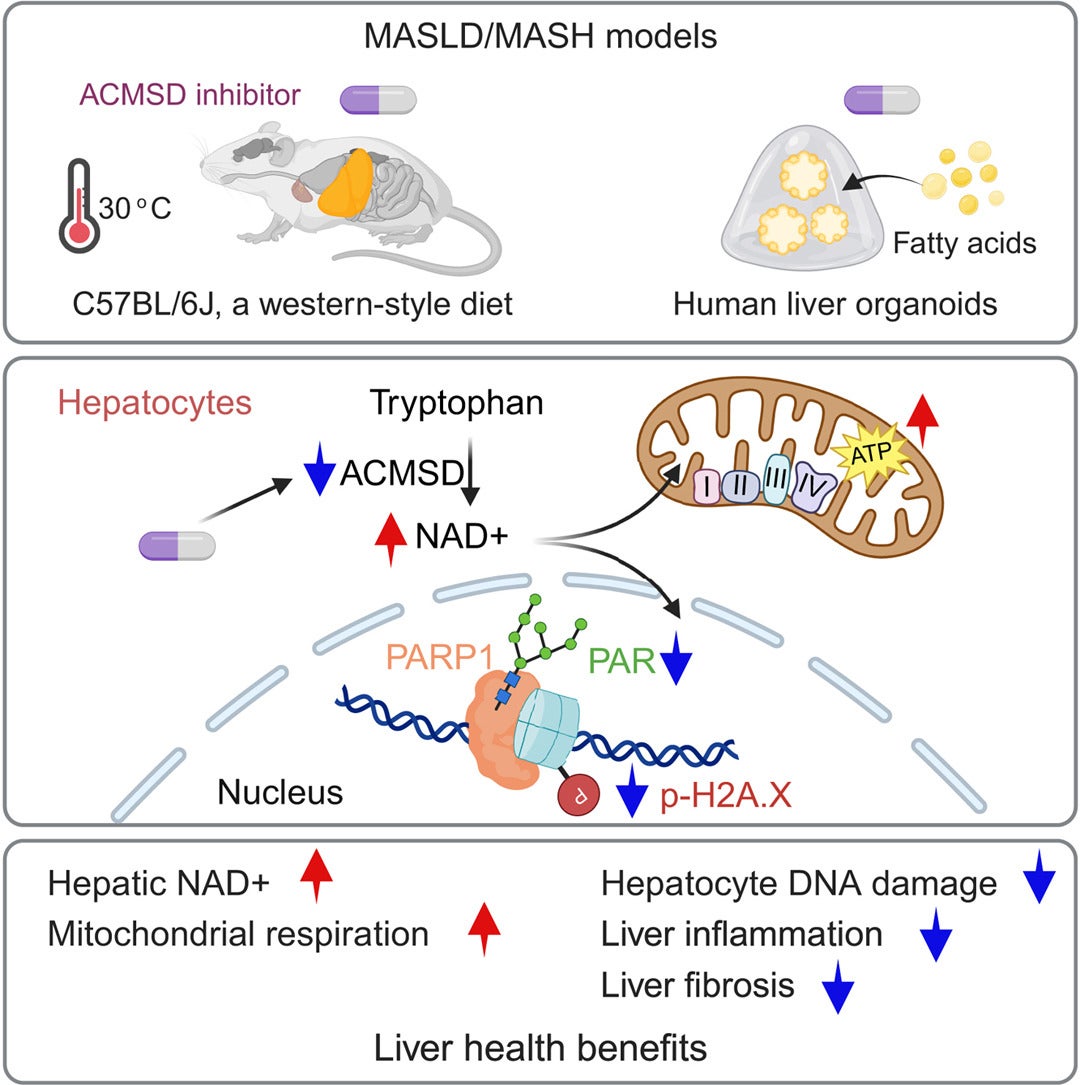 A graphical abstract of the study. 