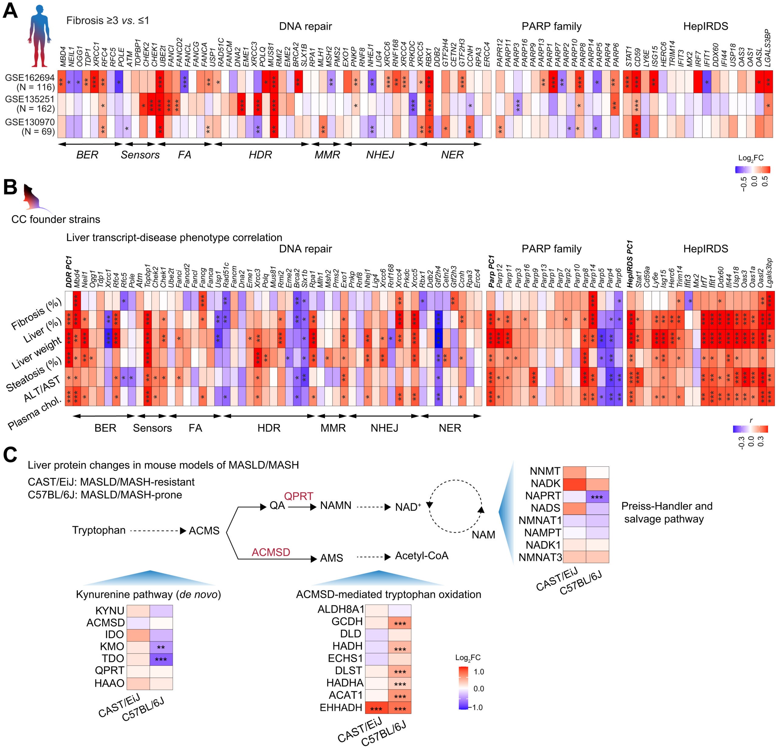 Liver DNA damage expression correlates with MASLD/MASH severity.