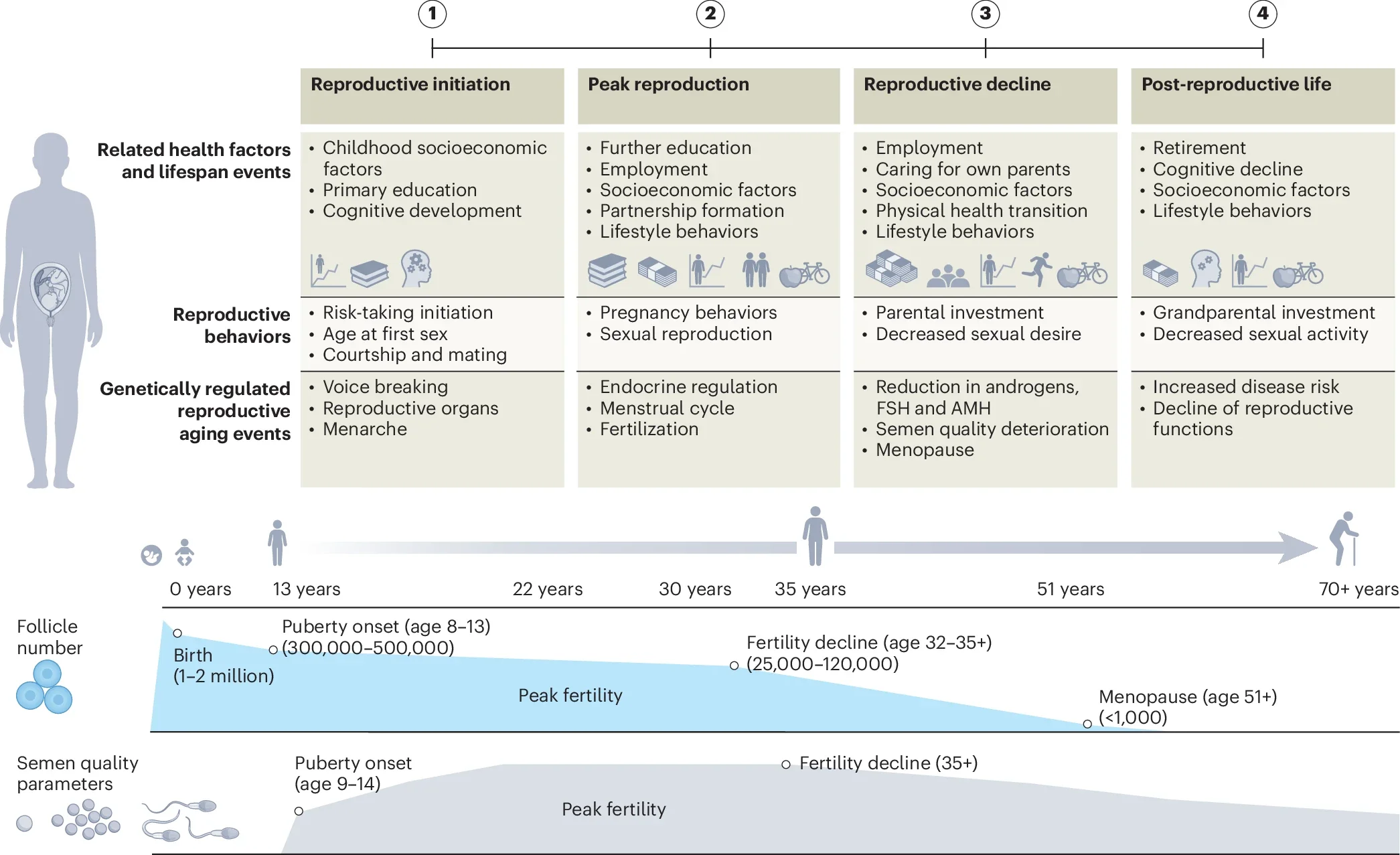 A life course timeline of reproductive aging.