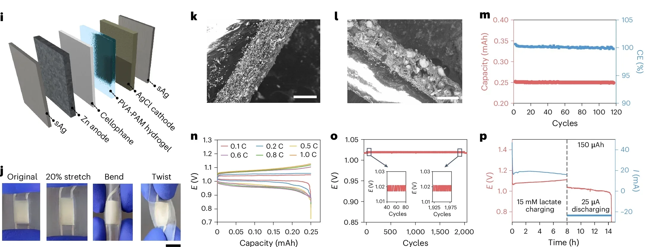 i, Exploded view detailing the individual layers of the AgCl-Zn flexible battery. j, Images of the AgCl-Zn battery under 20% stretching, bending and twisting. Scale bar, 5 mm. k,l, SEM images of the AgCl cathode (scale bar, 50 μm) (k) and Zn anode (scale bar, 150 μm) layers (l). m, The cycling performance of the battery at charging and discharging rates of 0.4 C. n, The voltage–capacity plot of the AgCl-Zn flexible battery under different discharging current rates (C-rate). o, The battery voltage under repeated 20% uniaxial stretching for 2,000 cycles. p, Charging of the AgCl-Zn battery by the BFC in the presence of 15 mM lactate fuel for 8 h, followed by 25 µA current discharging. E, voltage; I, current; j, current density; CE, coulombic efficiency.