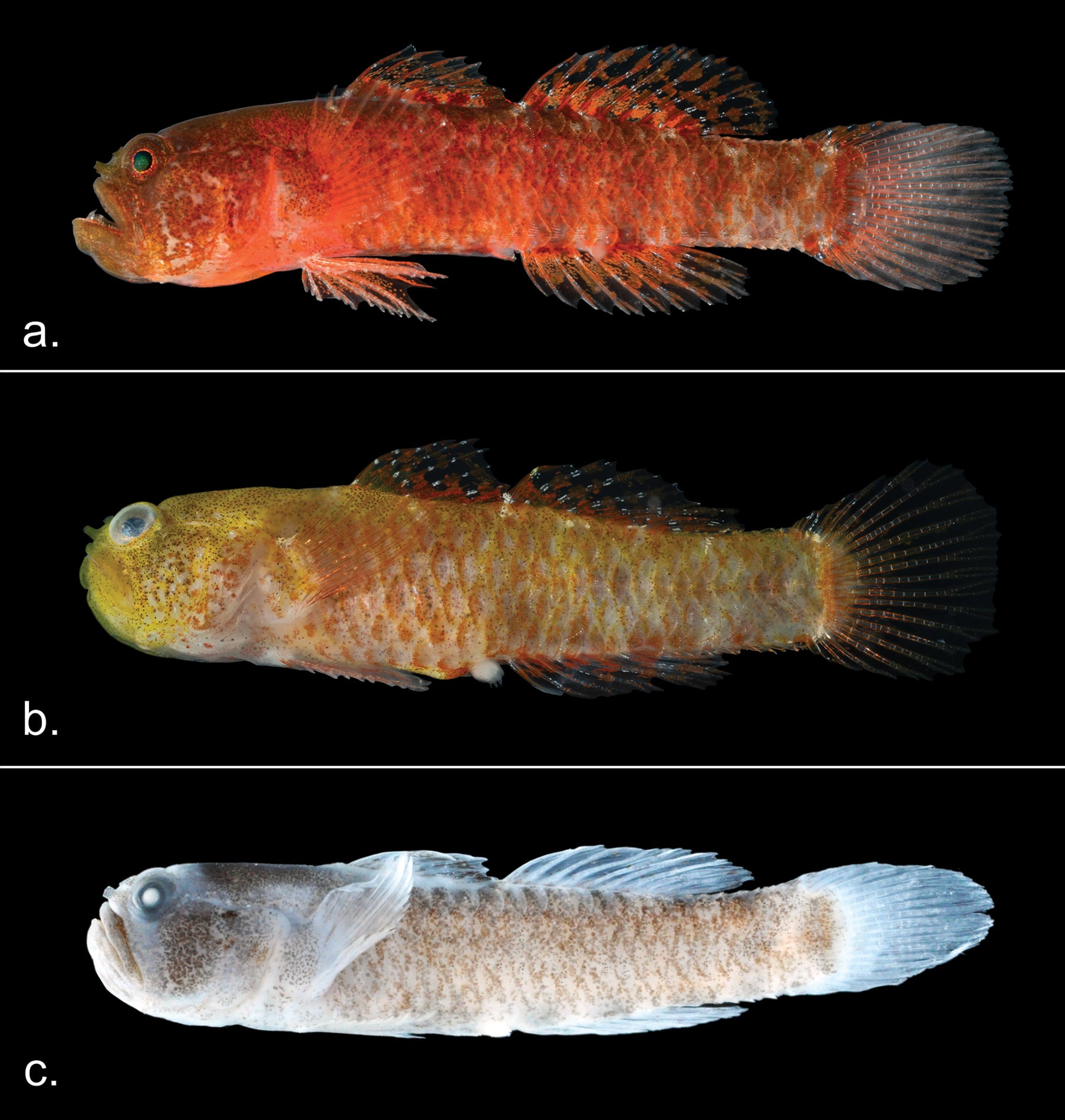 Specimens of Sueviota aethon sp. nov. a UW 203365, holotype, freshly collected b UW 203367, freshly collected, showing the yellow variation of the species c UW 203365, holotype, preserved in 75% ethanol.