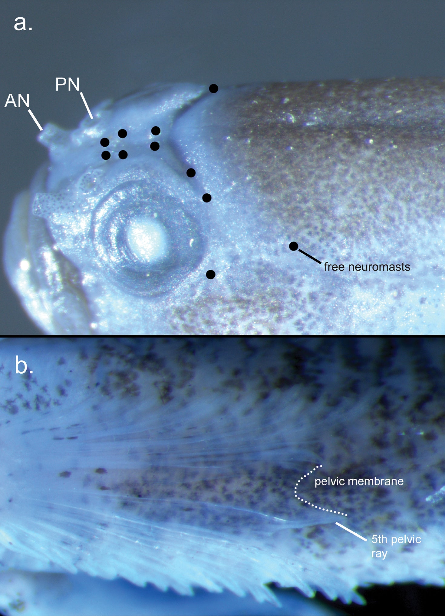 Morphological details of Sueviota aethon sp. nov. holotype, UW 203365 a head details, showing the lack of cephalic sensory canals and location of free neuromasts (black dots). Anterior nares (AN) and posterior nares (PN) are labeled accordingly. b pelvic fin, showing the well-developed membrane and elongated fifth pelvic ray.