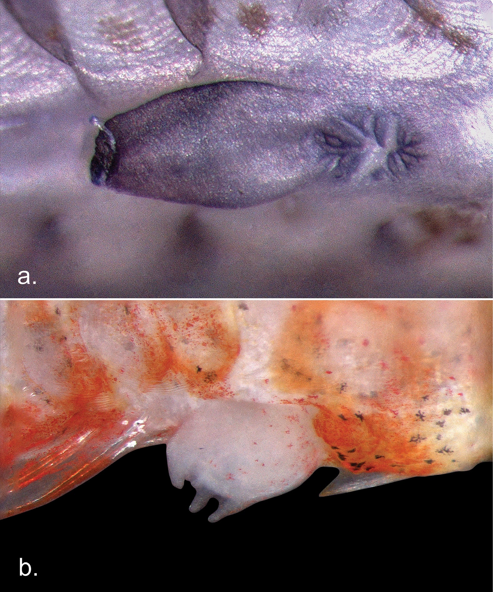 Urogenital papillae of Sueviota aethon sp. nov. a UW 203366, male, preserved in ethanol and dyed with acid blue 113 b UW 203367, female, freshly collected. Right is anterior, top is dorsal.