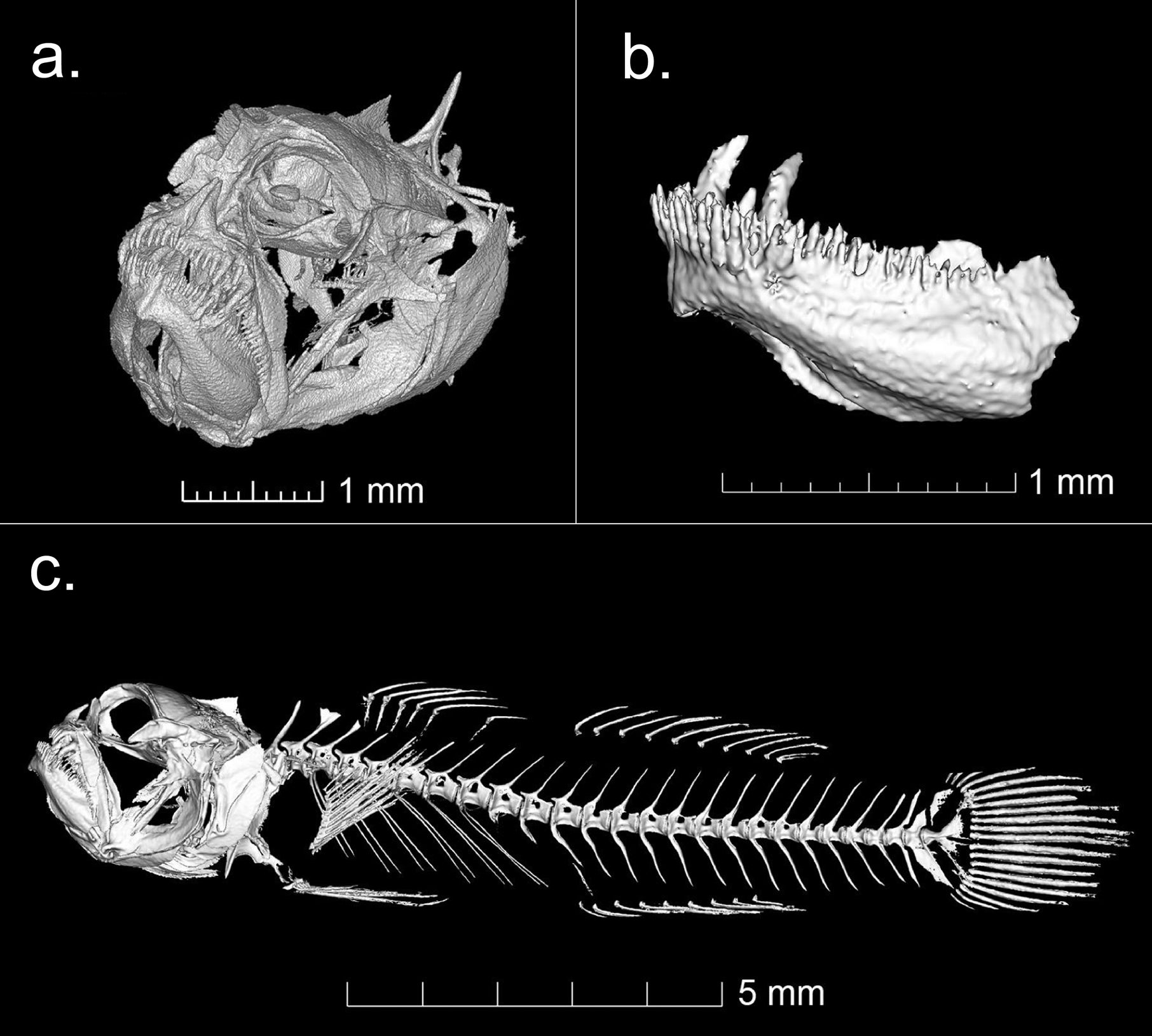 Micro-CT scan of Sueviota aethon (UW 203365, holotype) showing its osteological characters a close-up of head showing the enlarged canines on the upper jaw b dentary, showcasing two enlarged canines in the internal row of teeth c lateral view of the complete skeleton.