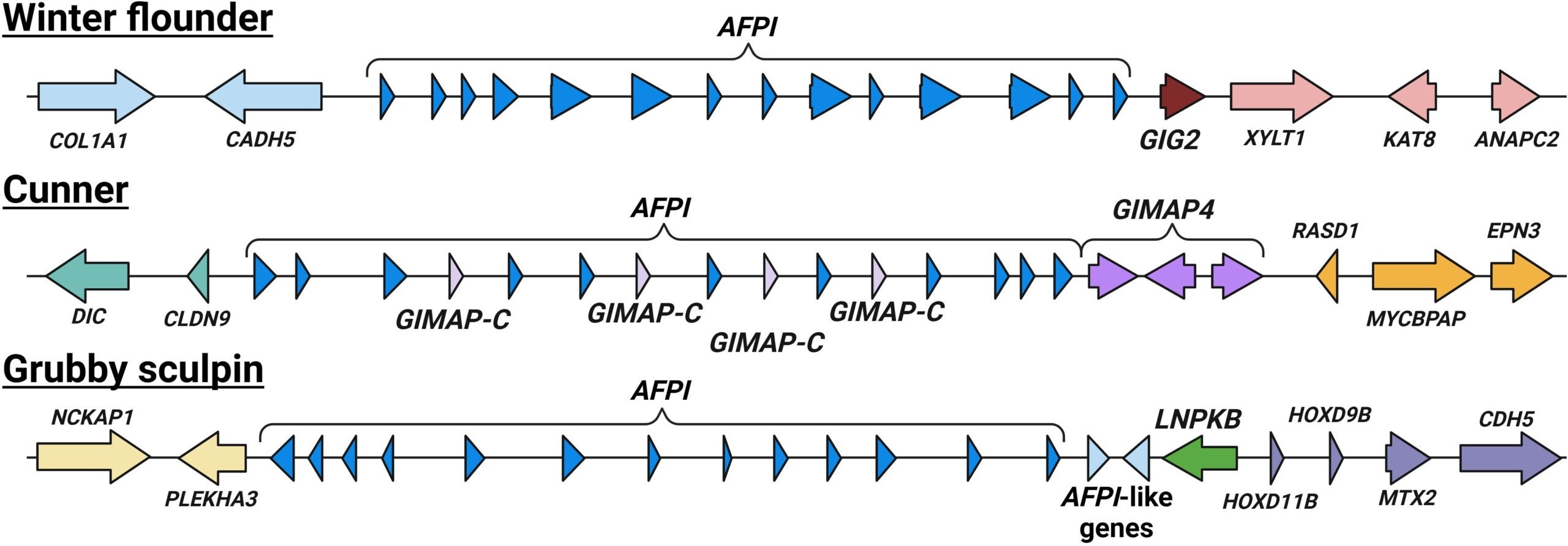 Genomic loci of AFPI and the neighboring genes in the three focal AFPI-bearing species from separate lineages. Arrows and triangles represent genes in their respective directions. The size of the arrows is not proportional to the actual length of the genes.