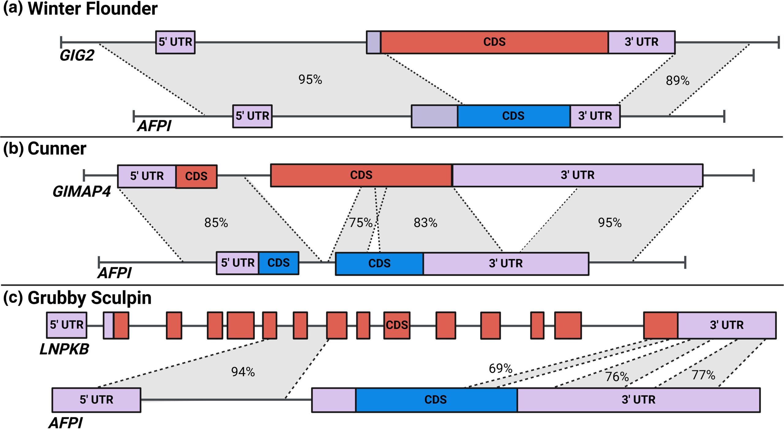 Nucleotide sequence identity analysis using BLAST between ancestral and new genes in a) winter flounder, b) cunner, and c) grubby sculpin. Exons are depicted as boxes, while introns and flanking regions are represented by lines. Untranslated regions (UTRs) and the coding sequence (CDS) in the precursor genes and new genes are labeled. Regions exhibiting nucleotide sequence similarities are linked by gray shading with the corresponding identity percentages indicated.