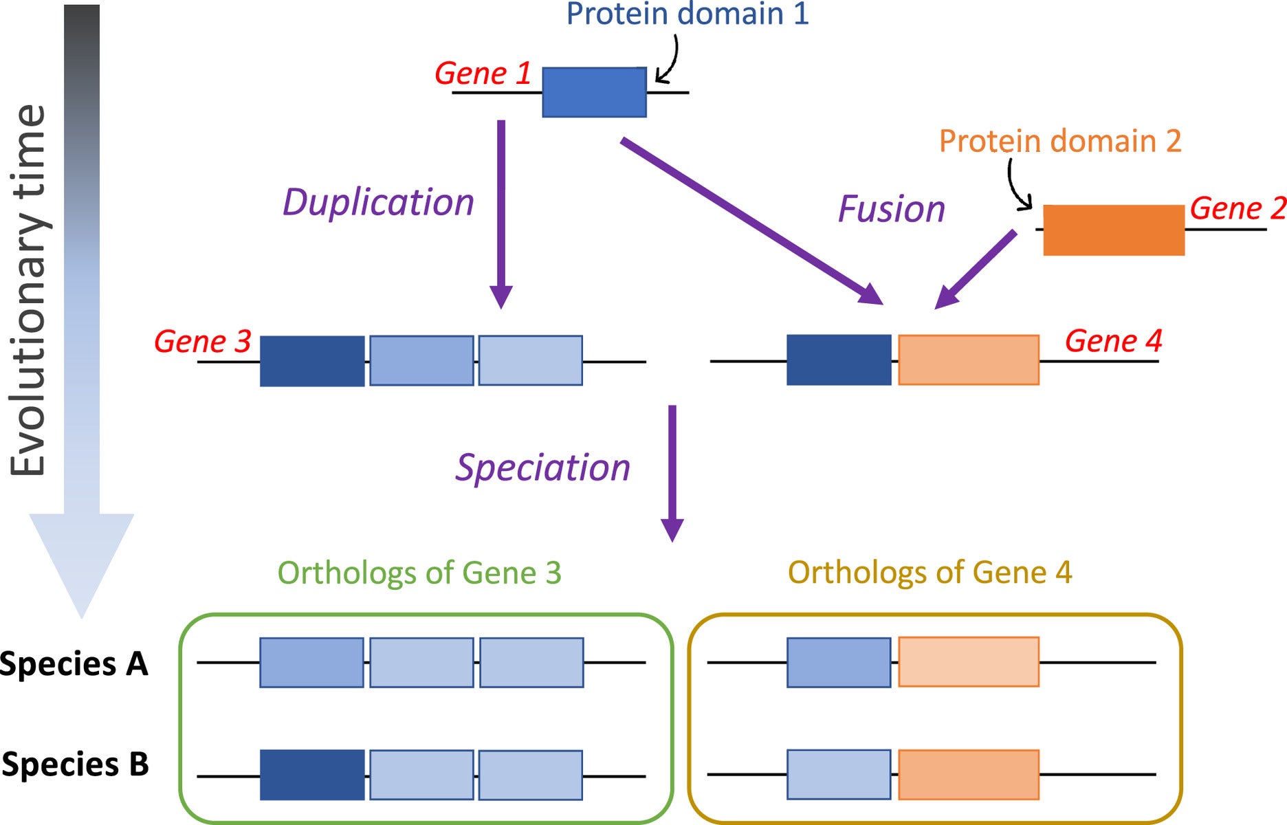 The evolutionary history of a protein domain may date back further in time than that of the whole-gene ortholog that it is part of. Multidomain genes 3 and 4 originated around the same time. However, they are made up of two protein domains (blue and orange boxes) that emerged and diverged at different points in time—domain 1 is older than domain 2.