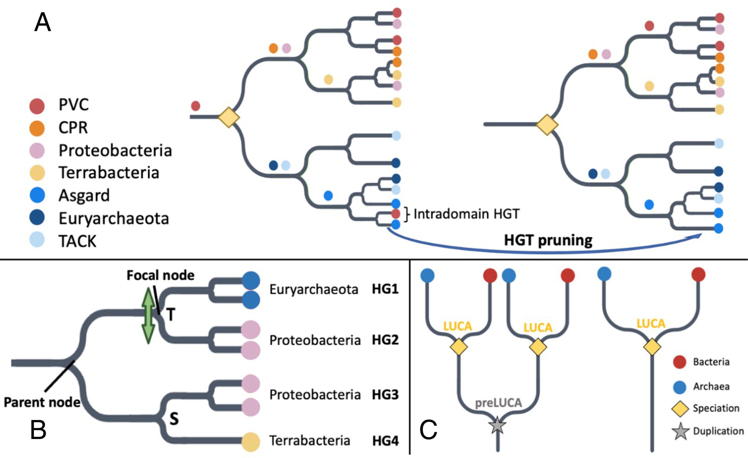 Criteria for (A) LUCA Pfam annotation, (B) identifying HGT to be filtered, and (C) pre-LUCA Pfam annotation.