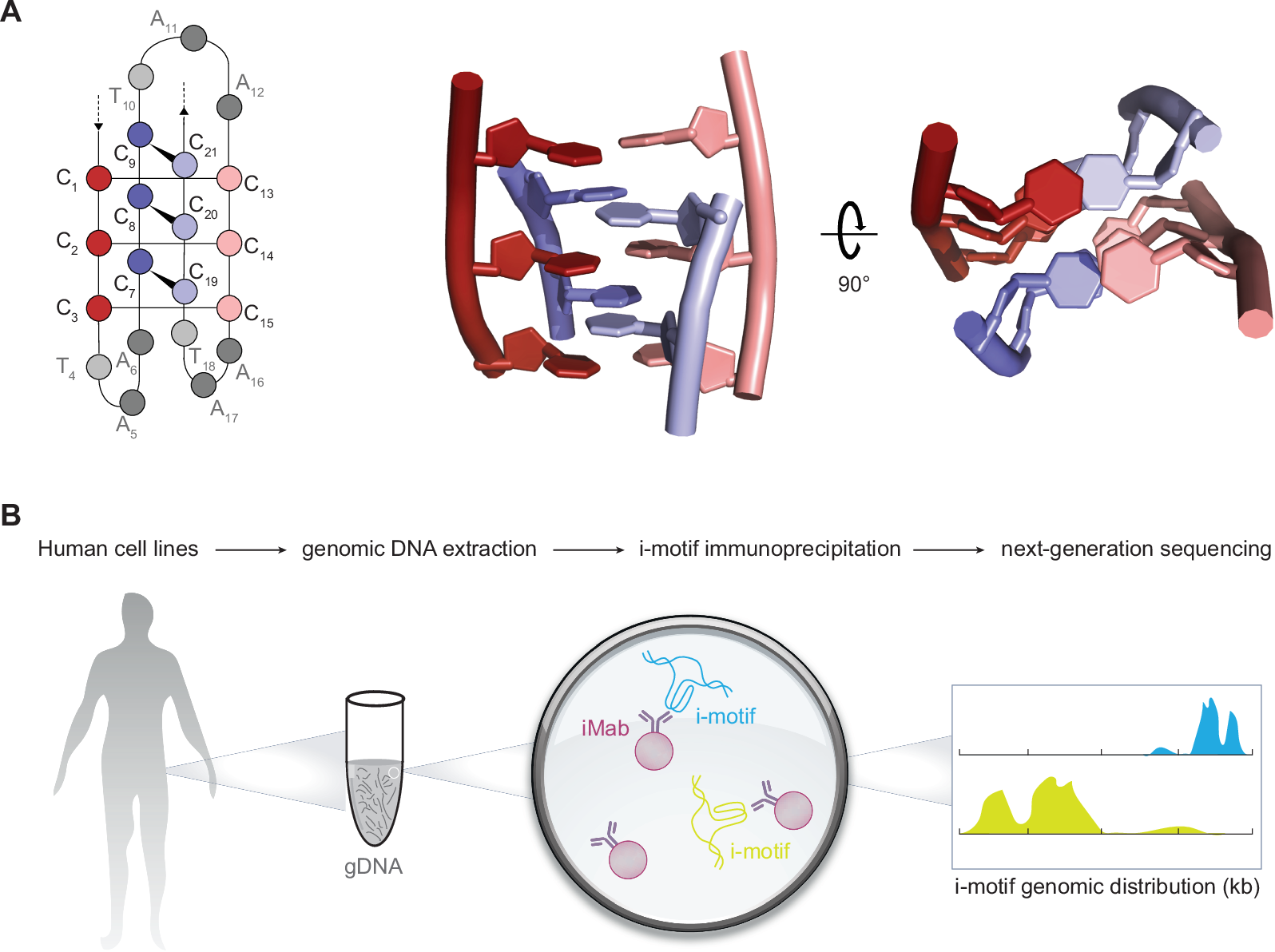 Identification of iM structures in human genomic DNA.