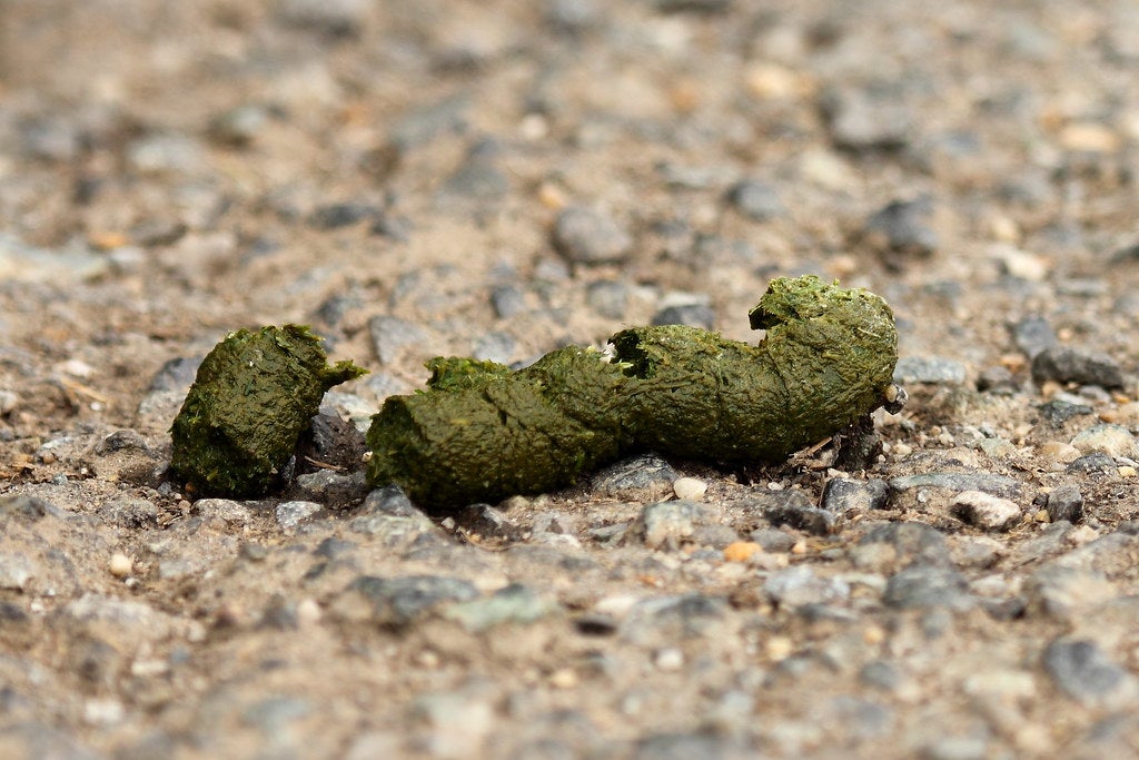 Canada Goose droppings. 