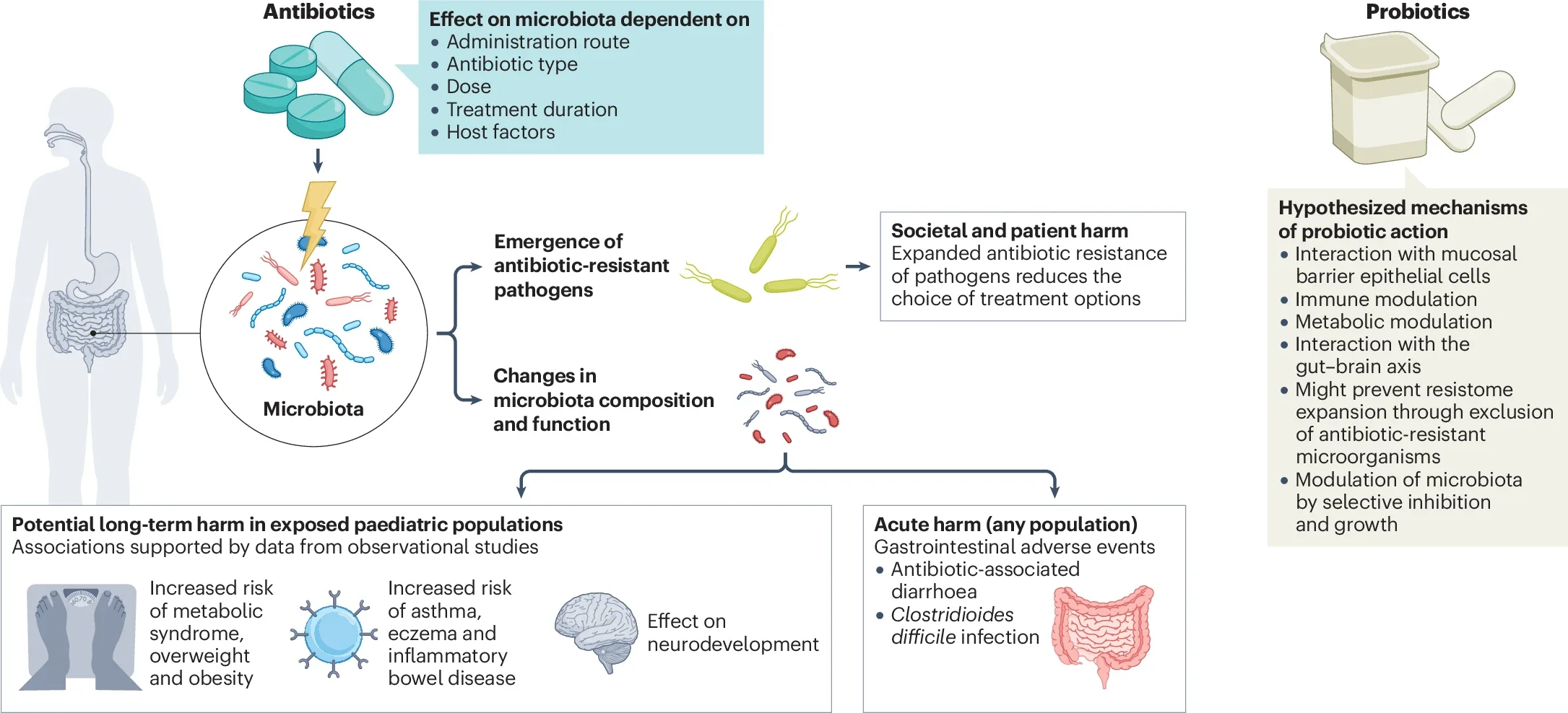 Effects of antibiotics on human health and the microbiome and hypothetical mechanisms of probiotics in ameliorating these effects.