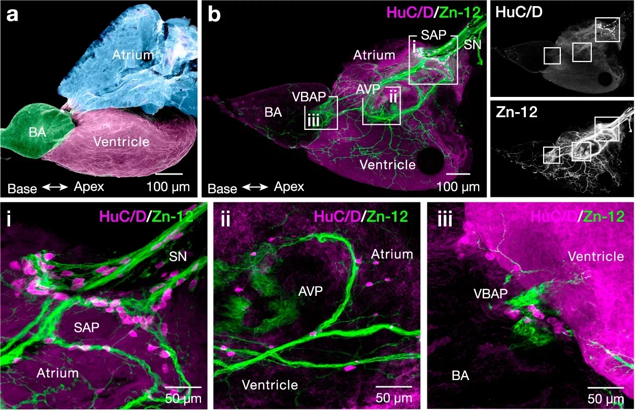 Neuroanatomy of the adult zebrafish intracardiac nervous system.