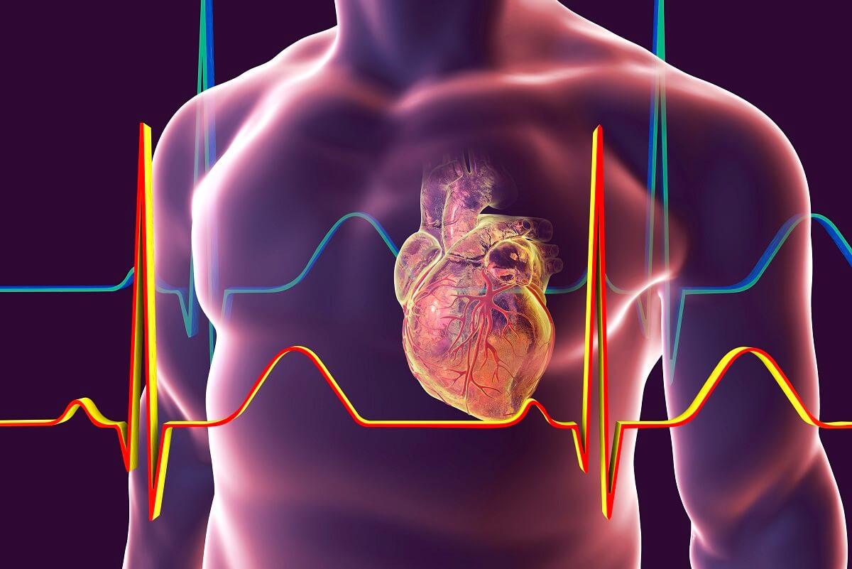 Breakthrough drug protects and regenerates coronary heart muscle after a coronary heart assault