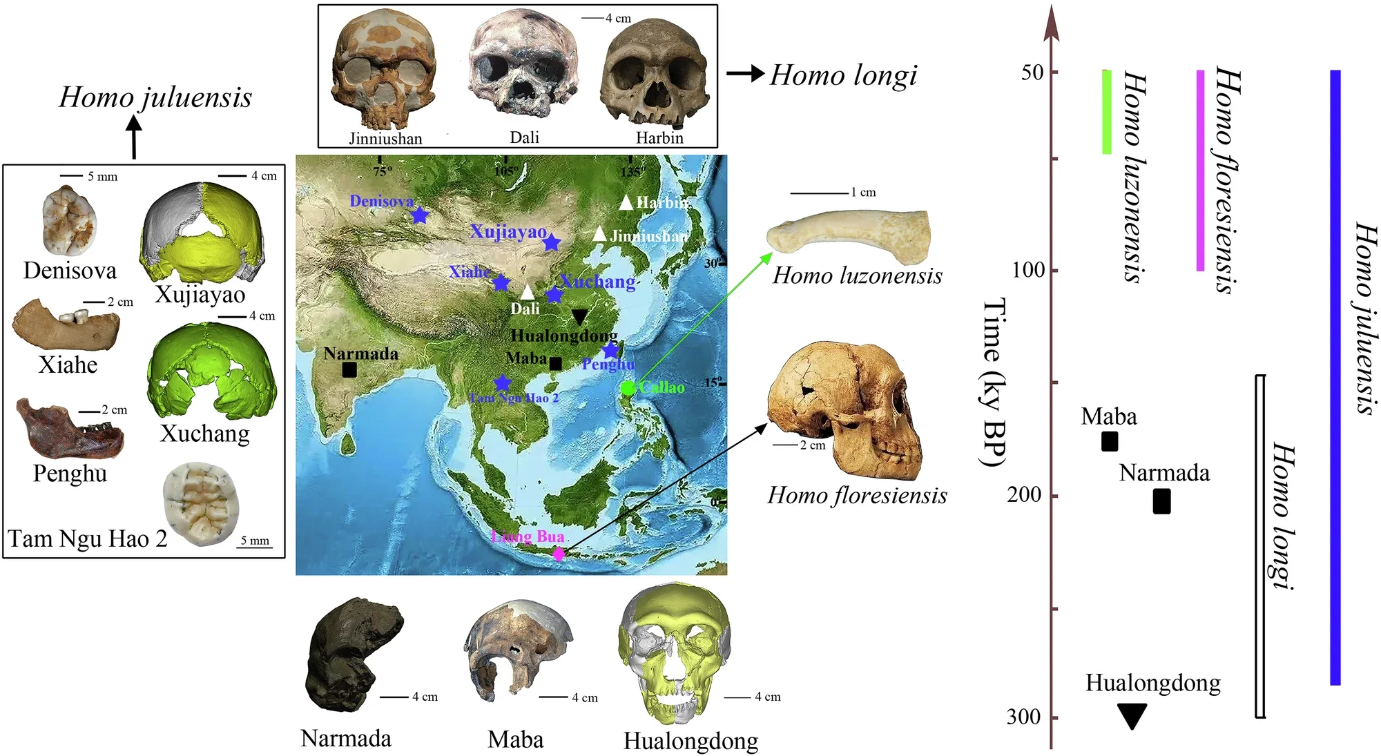 Primary Late Quaternary (~300,000–~50,000 years BP) hominin taxa from eastern Asia.