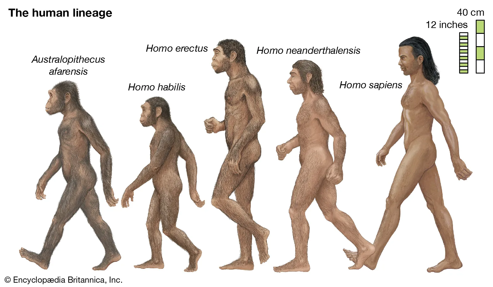 An artist's depiction of five species of the human lineage.