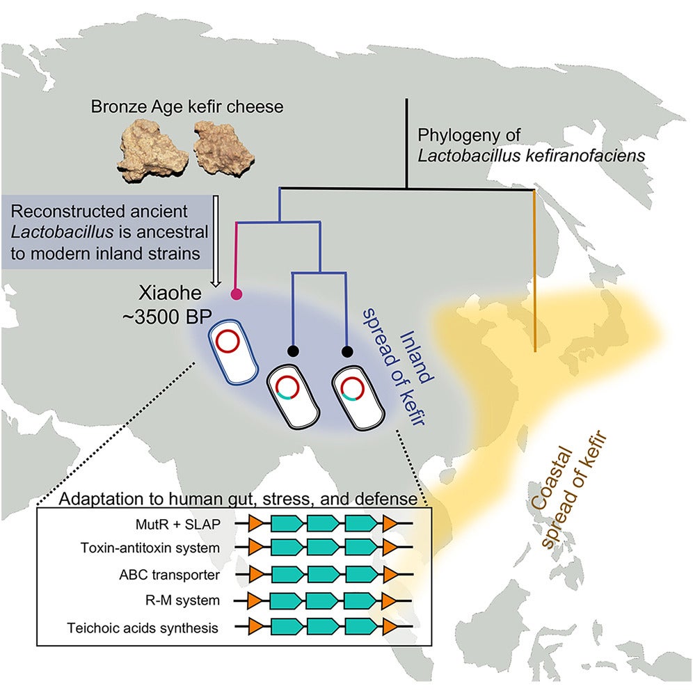 A graphical abstract of the study