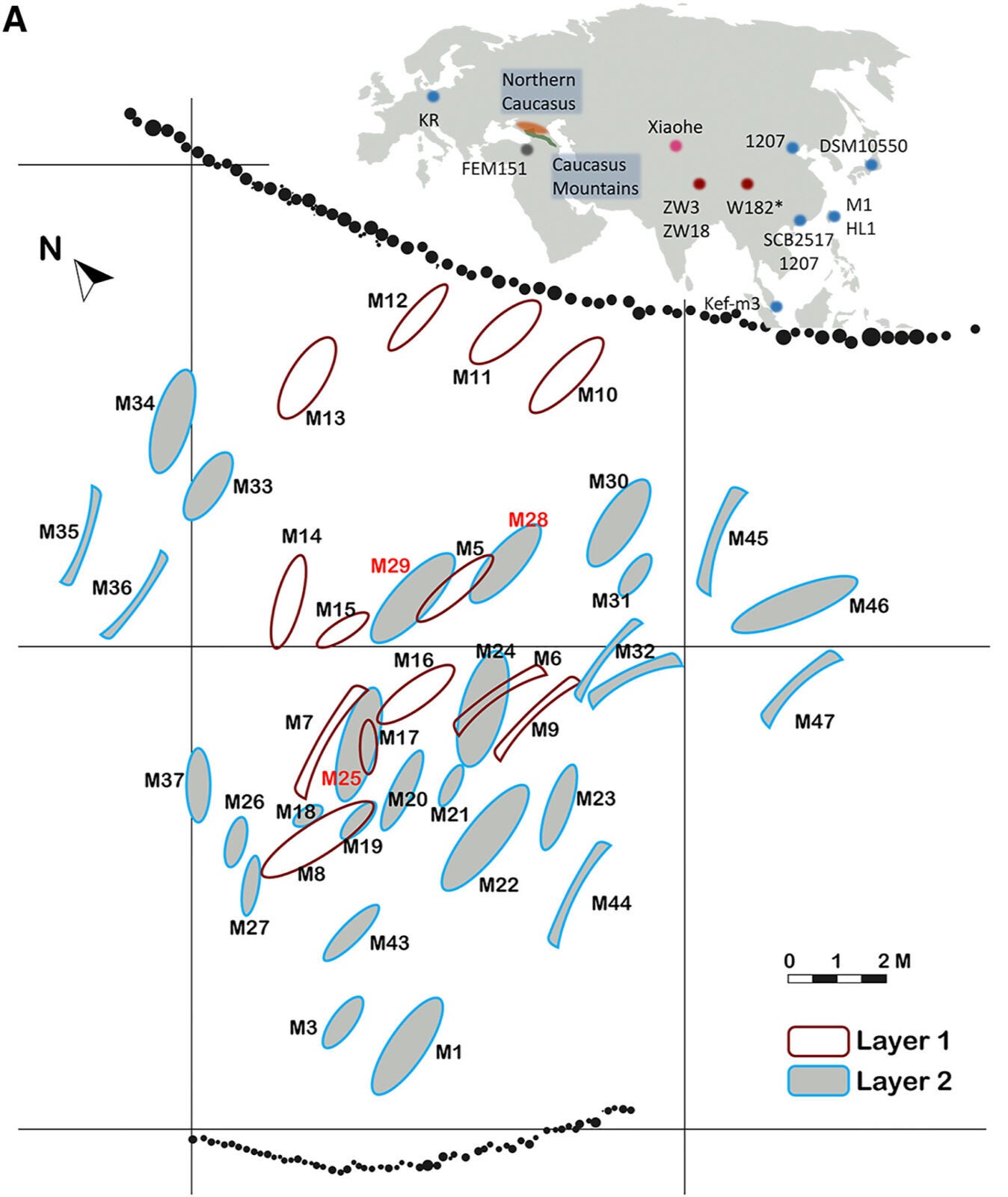 The location and layout of the Xiaohe cemetery, where the oldest kefir cheese to date is found. The tombs from which the kefir cheese samples used in this study were collected are labeled with red. The location of the presumed origin of kefir (Northern Caucasus) and the sampling location of the L. kefiranofaciens strains are highlighted on the map. Specifically, the strains of the kefiranofaciens clade are highlighted in red, strains of the kefirgranum clade are highlighted in blue, and the outgroup is highlighted in gray. Strain W182 is labeled with a star due to ambiguous sampling location (China).