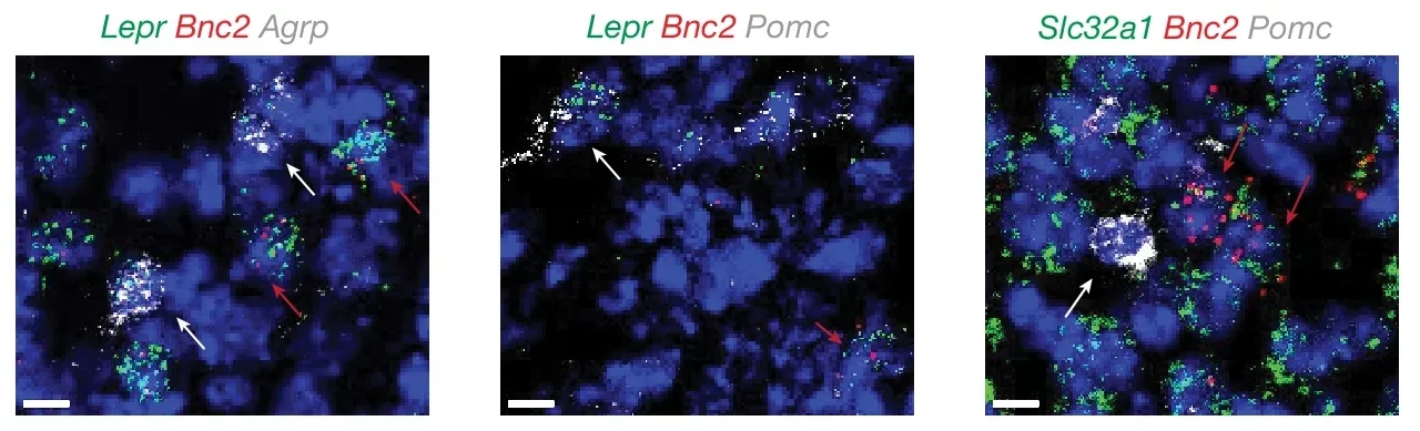 Identification of new LepR-expressing neurons in the ARC. RNA ISH of Lepr, Bnc2, Agrp, Pomc and Slc32a1 in the ARC of adult male WT mice (n = 3 mice). White arrows, Agrp- or Pomc-positive cells; red arrows, Bnc2-positive cells.