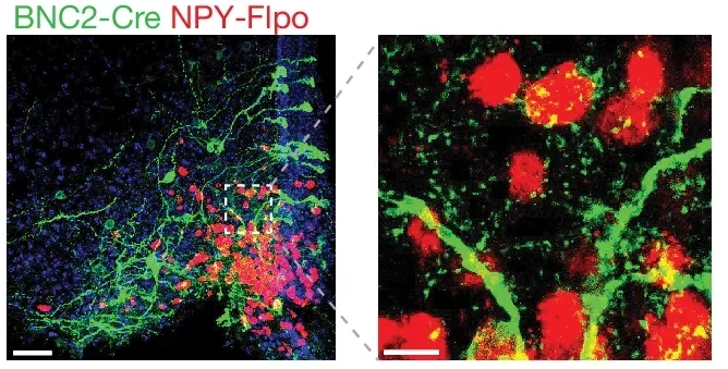 Representative image of GFP and mCherry immunostaining in the ARC of adult BNC2-Cre::NPY-Flpo mice injected with AAV-DIO-ChR2-GFP and AAV-fDIO-mCherry (n = 4 mice).