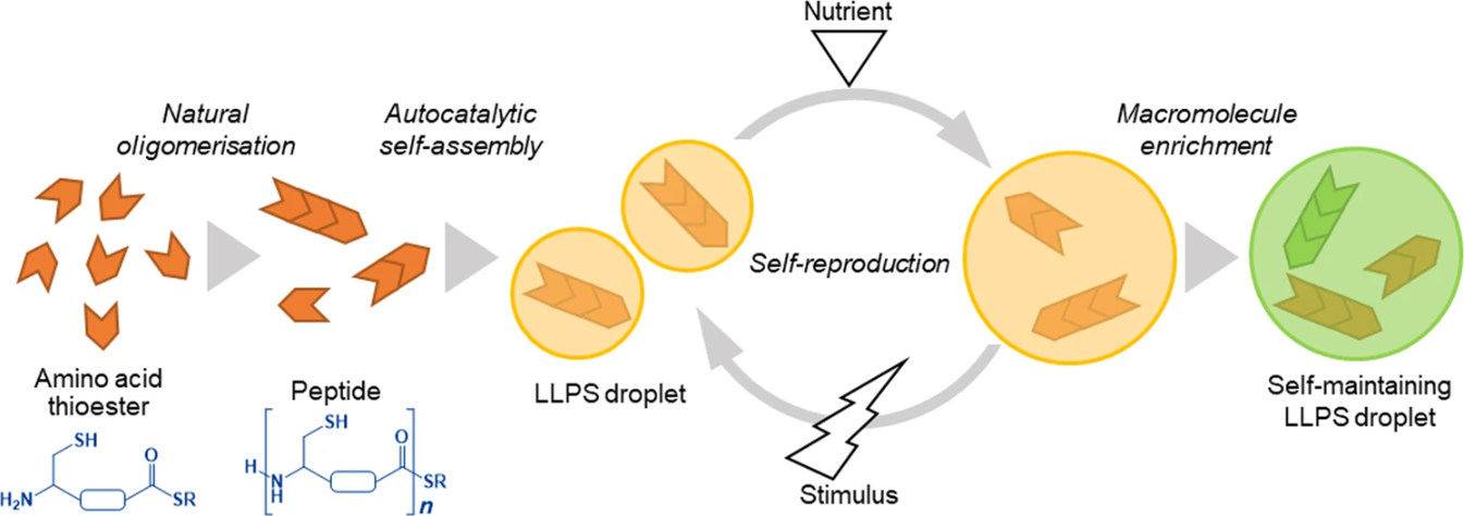 In the first stage, the amino acid thioester is oligomerised to produce a peptide. Droplets are formed from the product by liquid−liquid phase separation (LLPS). 